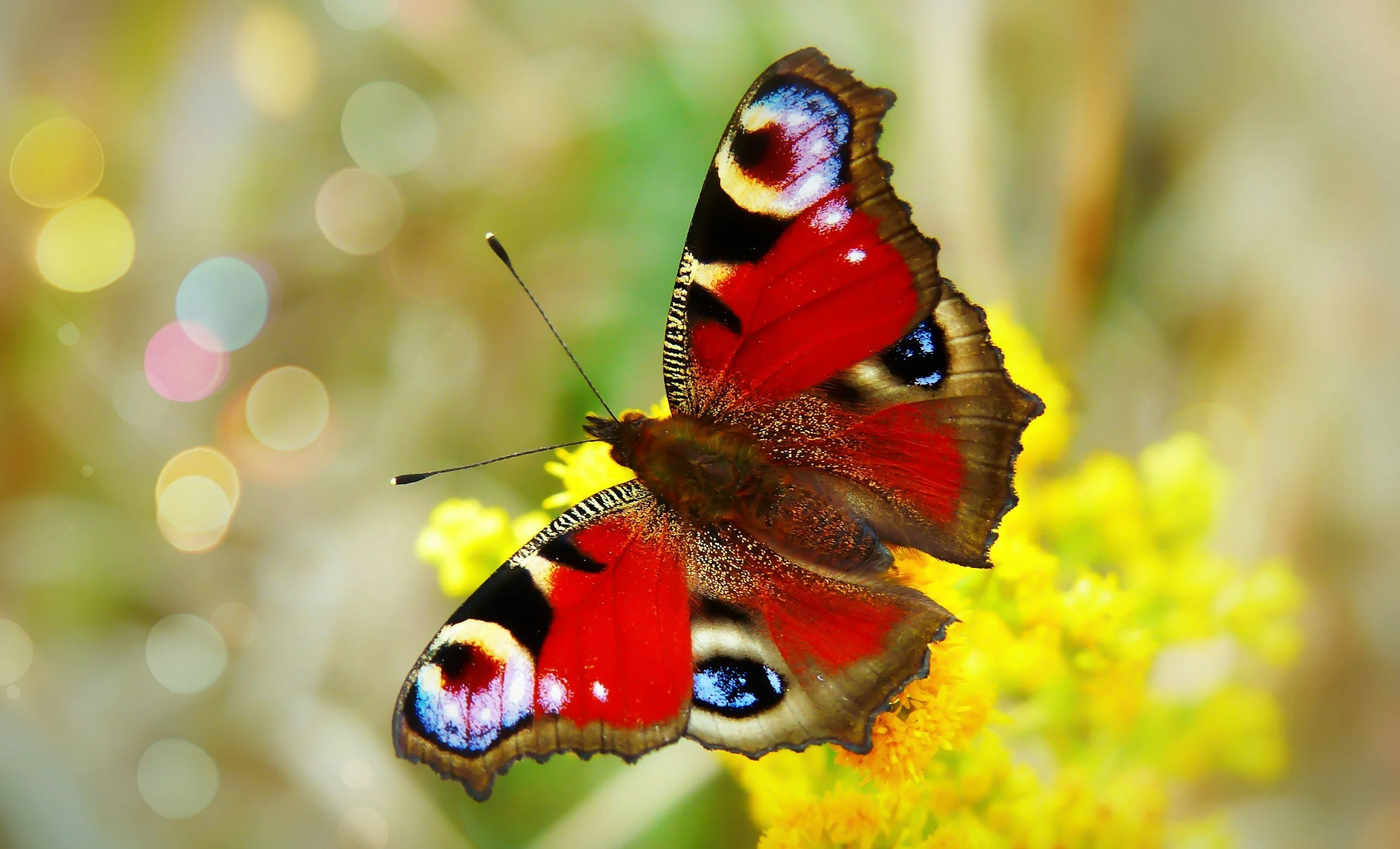 Merritts Meadow Butterfly Sightings Through the Years