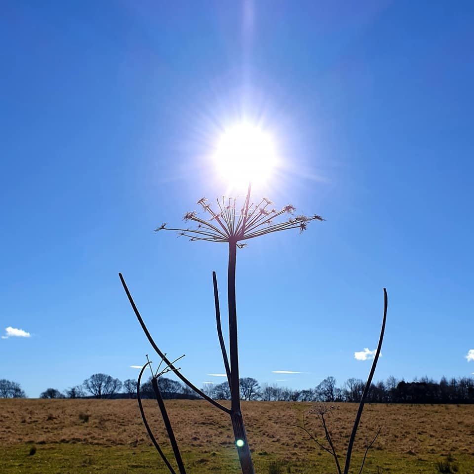This represents the end as the dead plant fills the frame, but the bright light of the sun reminds me to never forget the positives and that the memories will live forever.