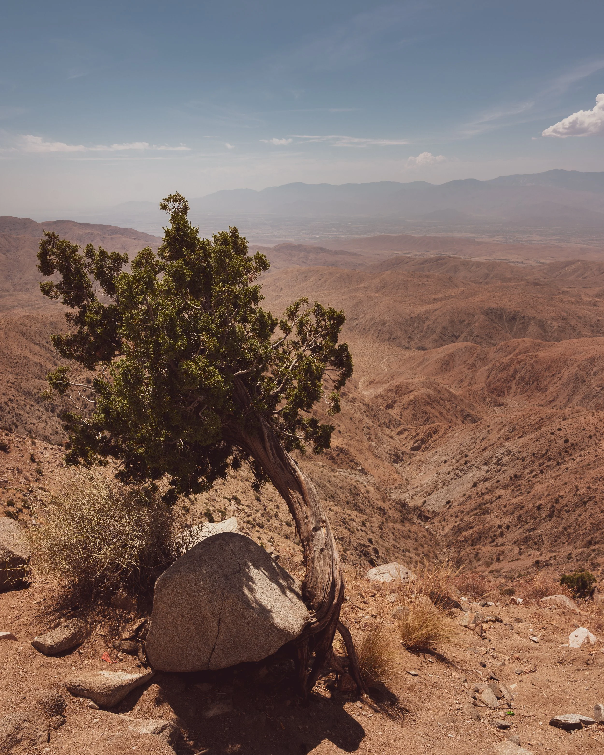 Joshua Tree Tree.jpg