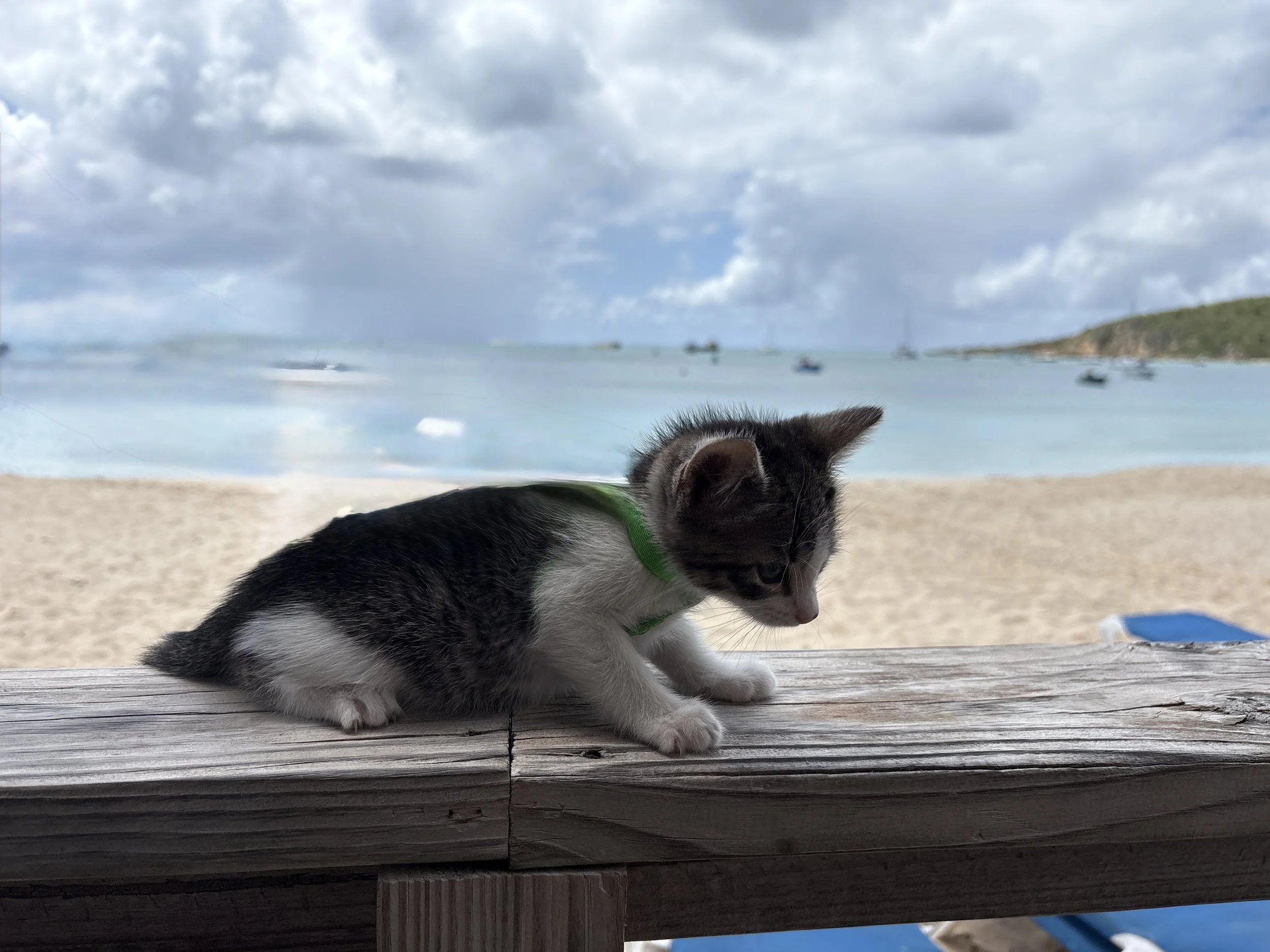 From Expansion to Rest (and a New Kitten 🐾)