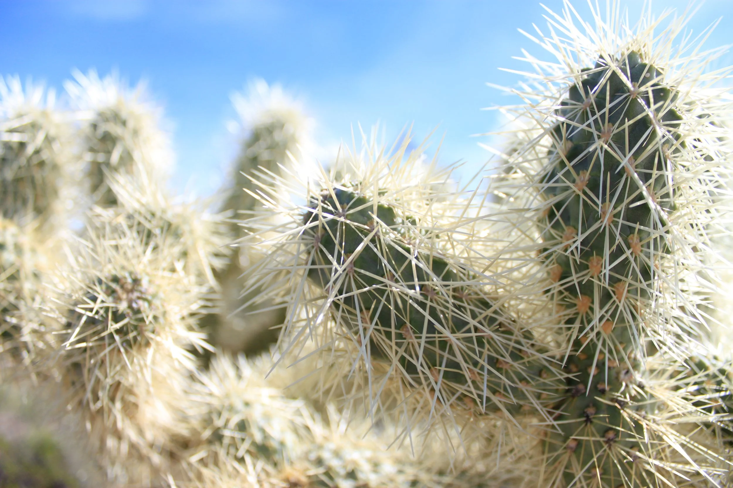 Arizona.jpg