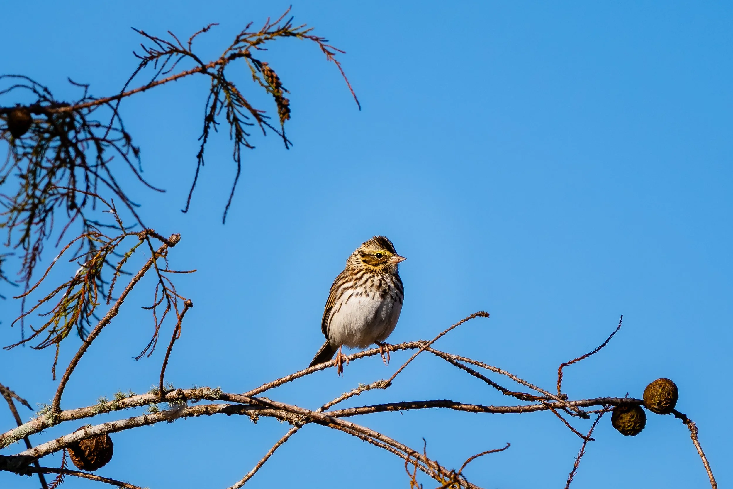 Savannah Sparrow