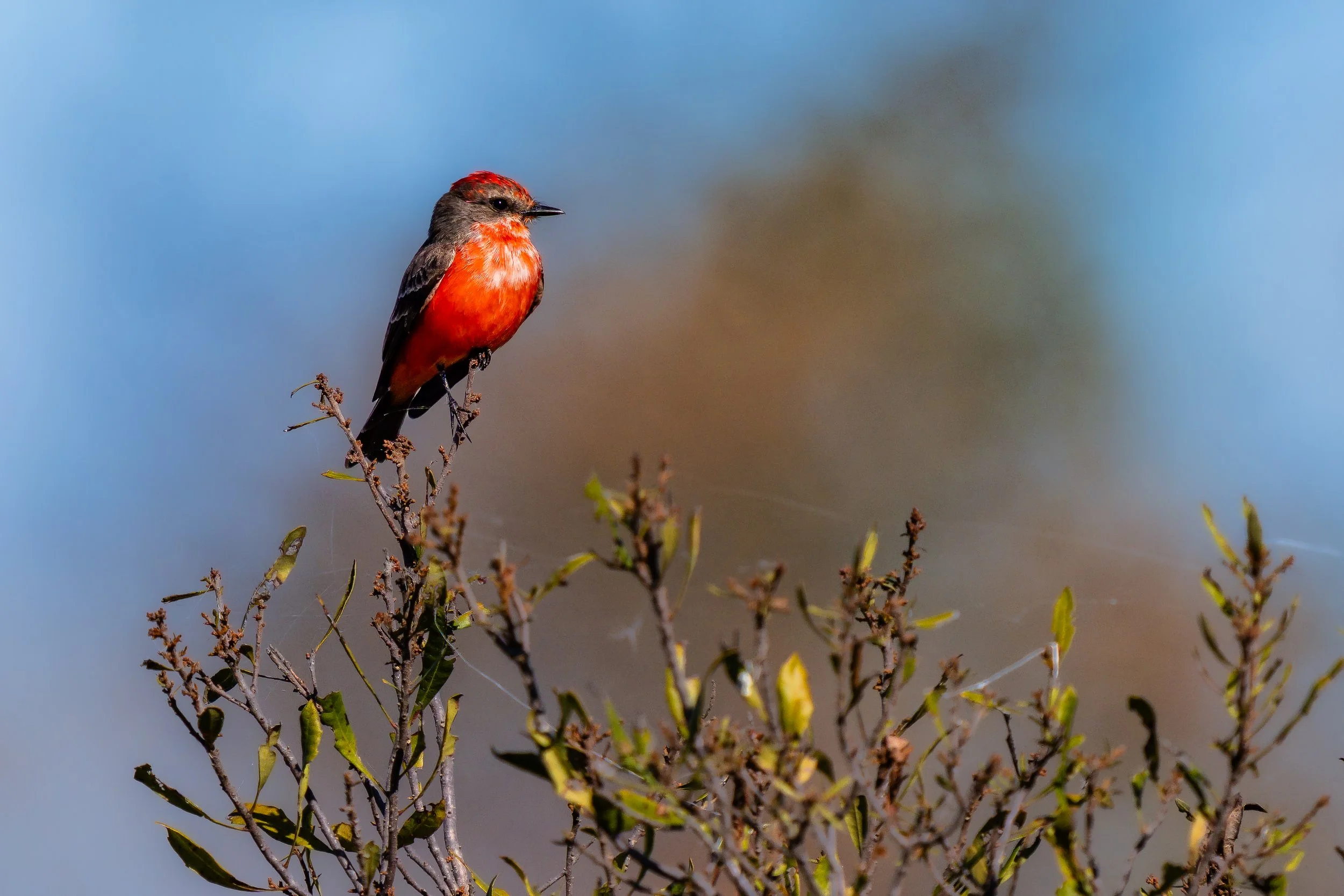 Vermilion Flycatcher