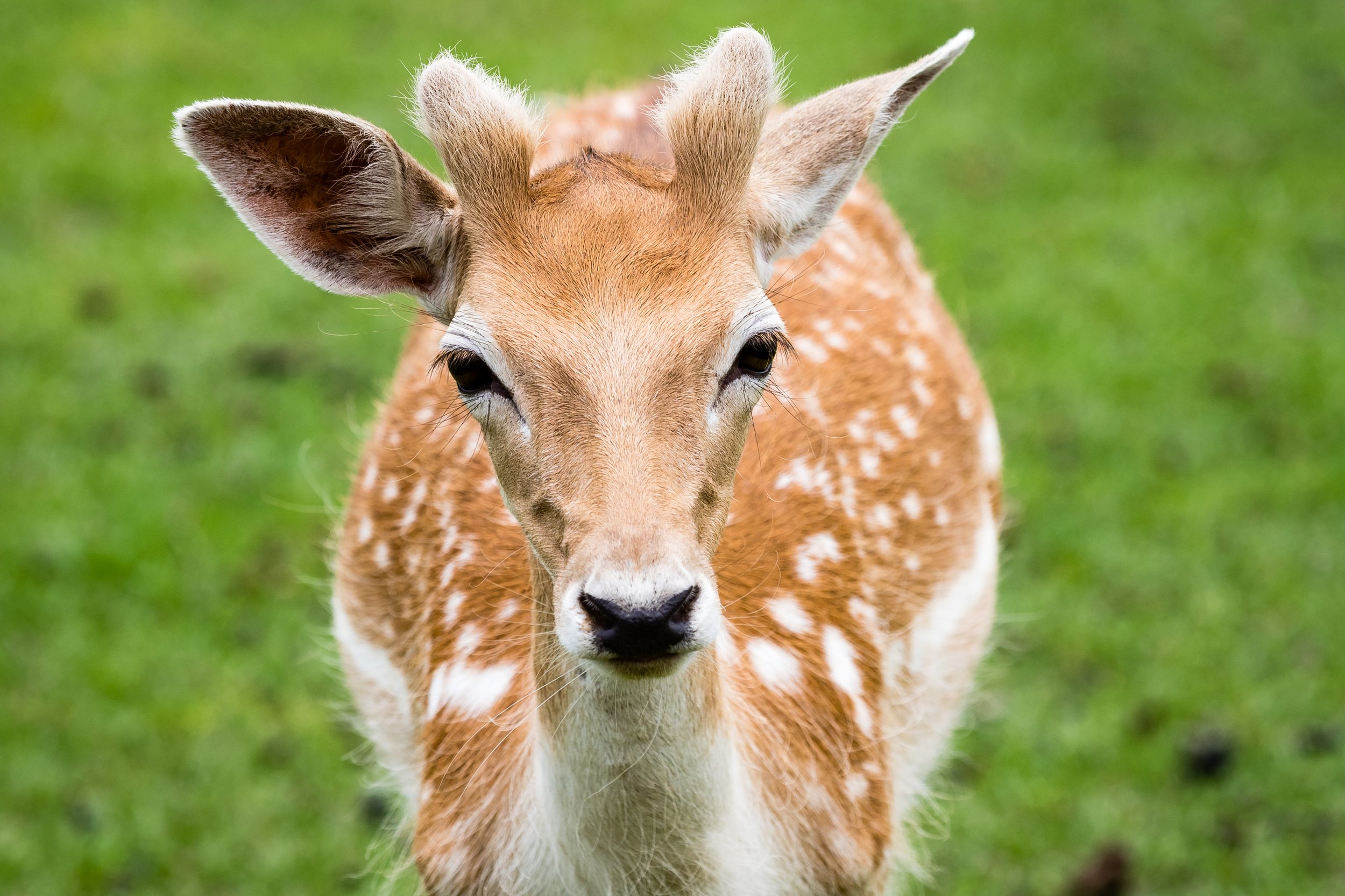 Deer - Global Wildlife