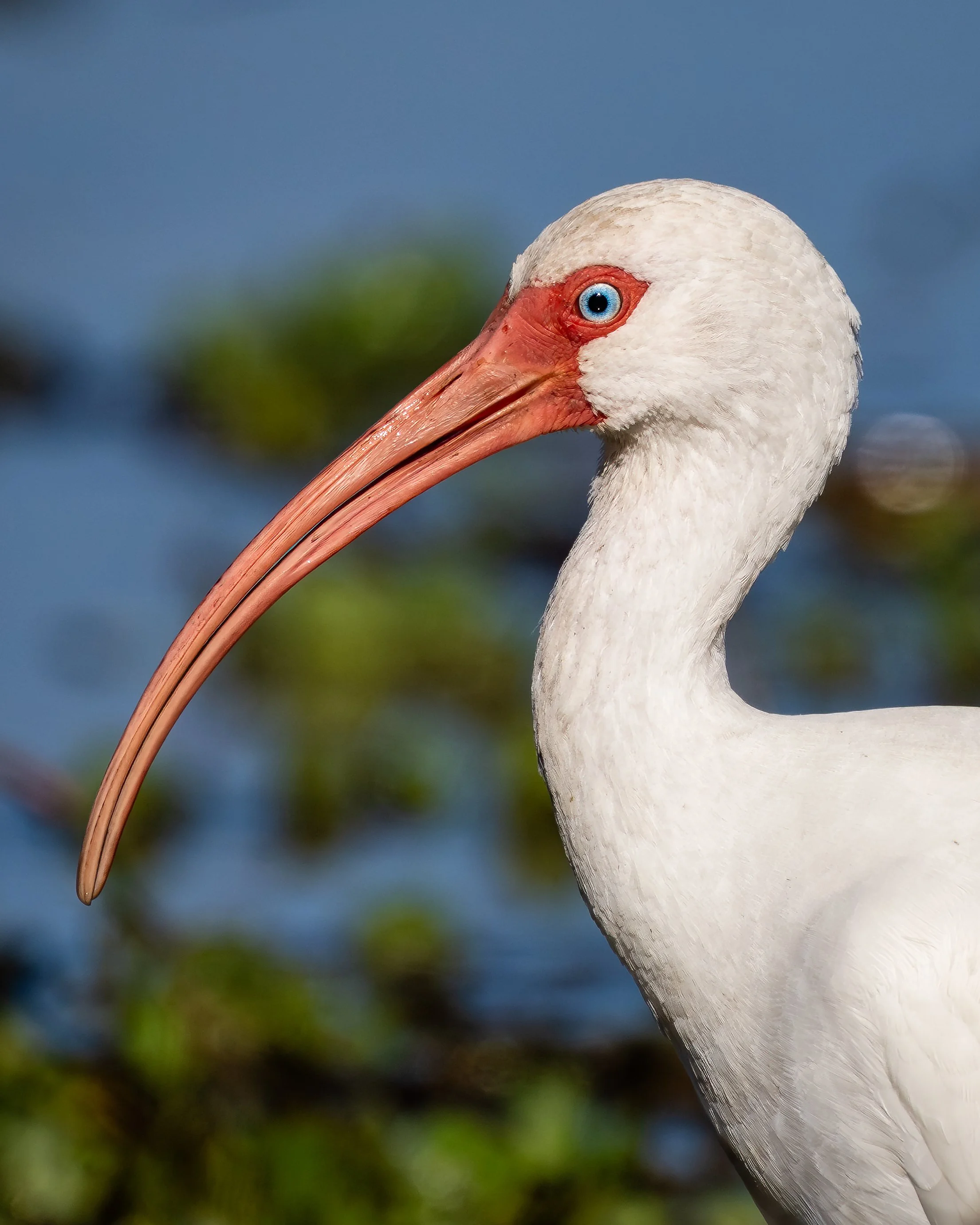 White Ibis