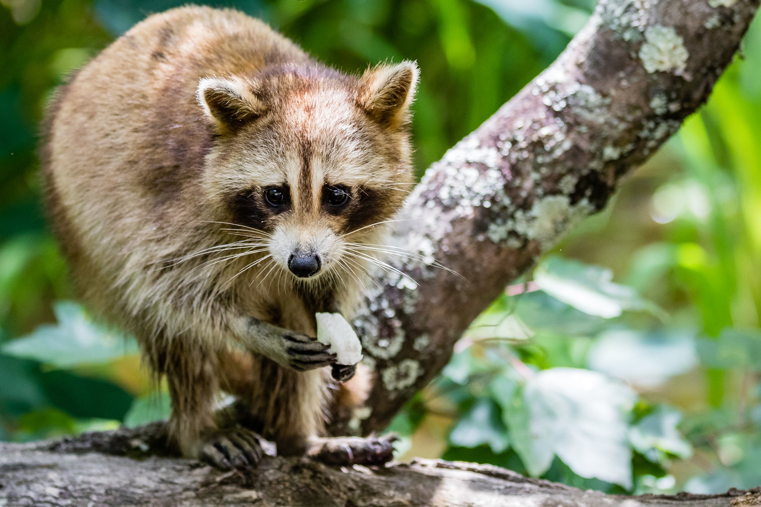 Racoon - Swamp Tour