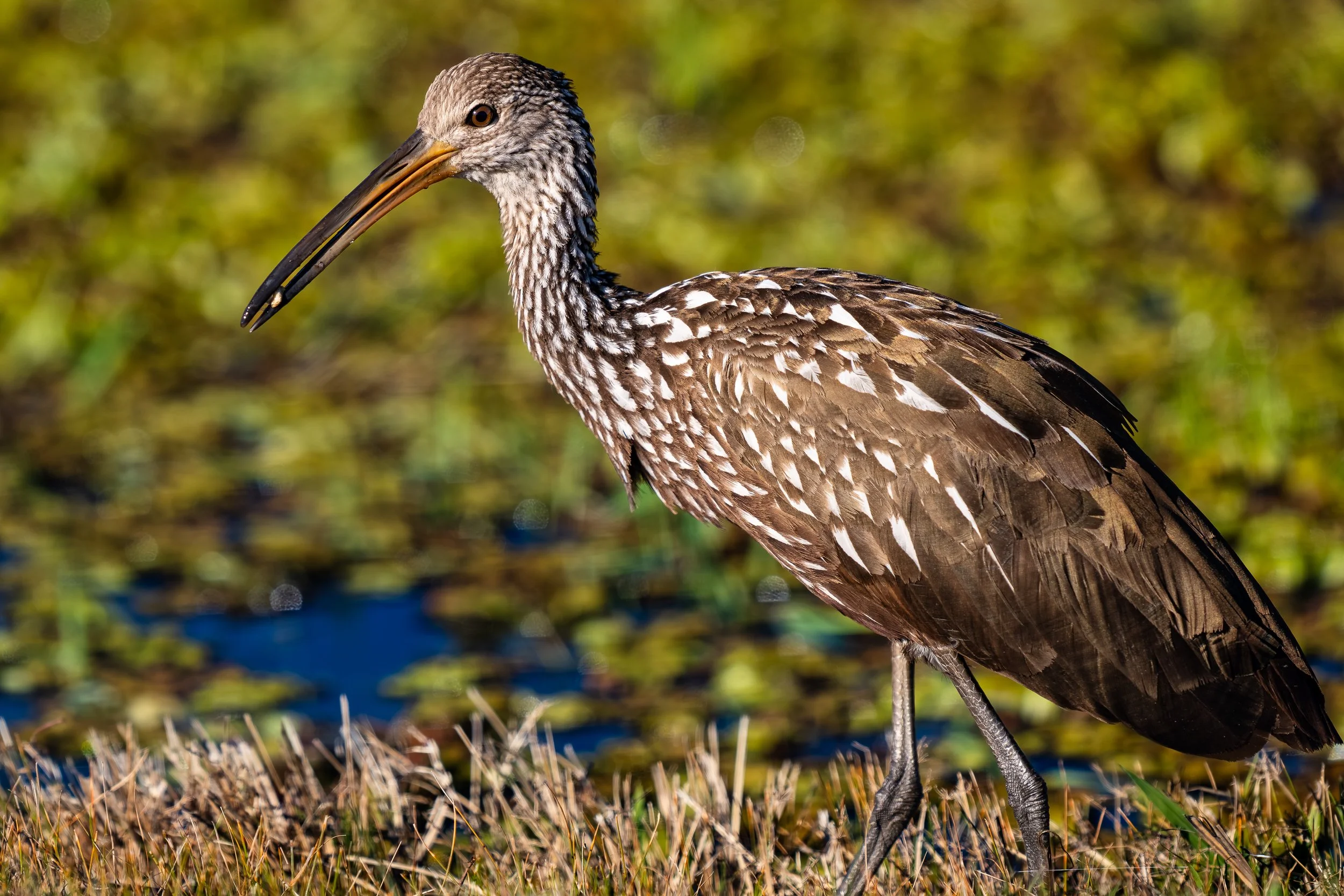 Limpkin