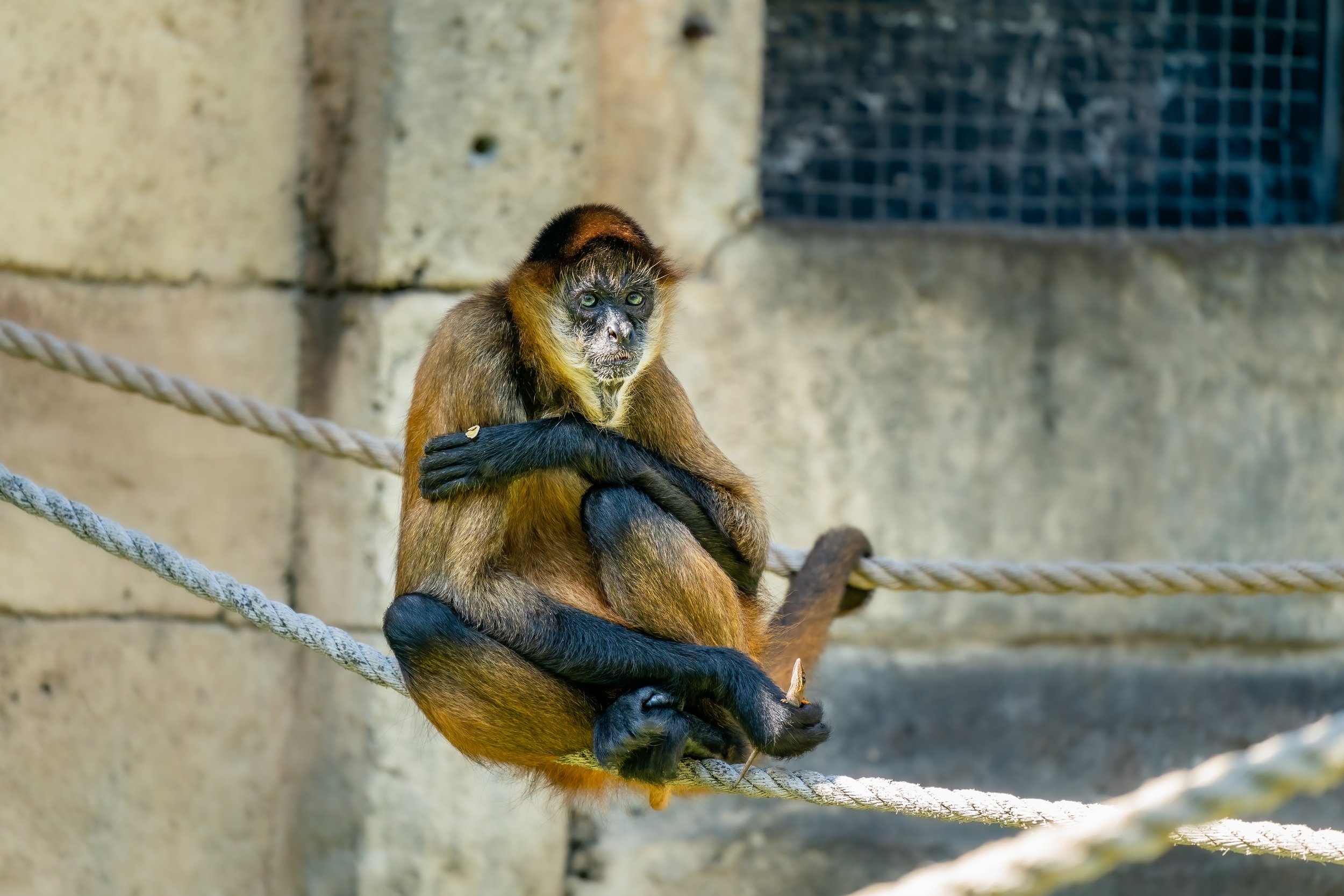 Spider Monkey - New Orleans Zoo