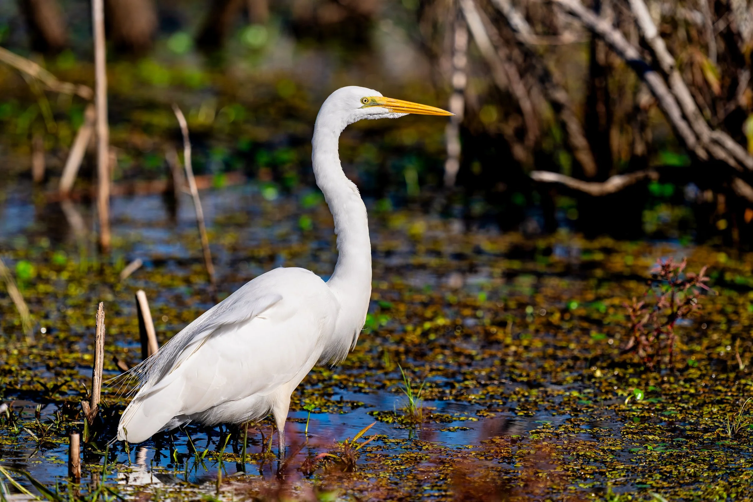 Great Egret