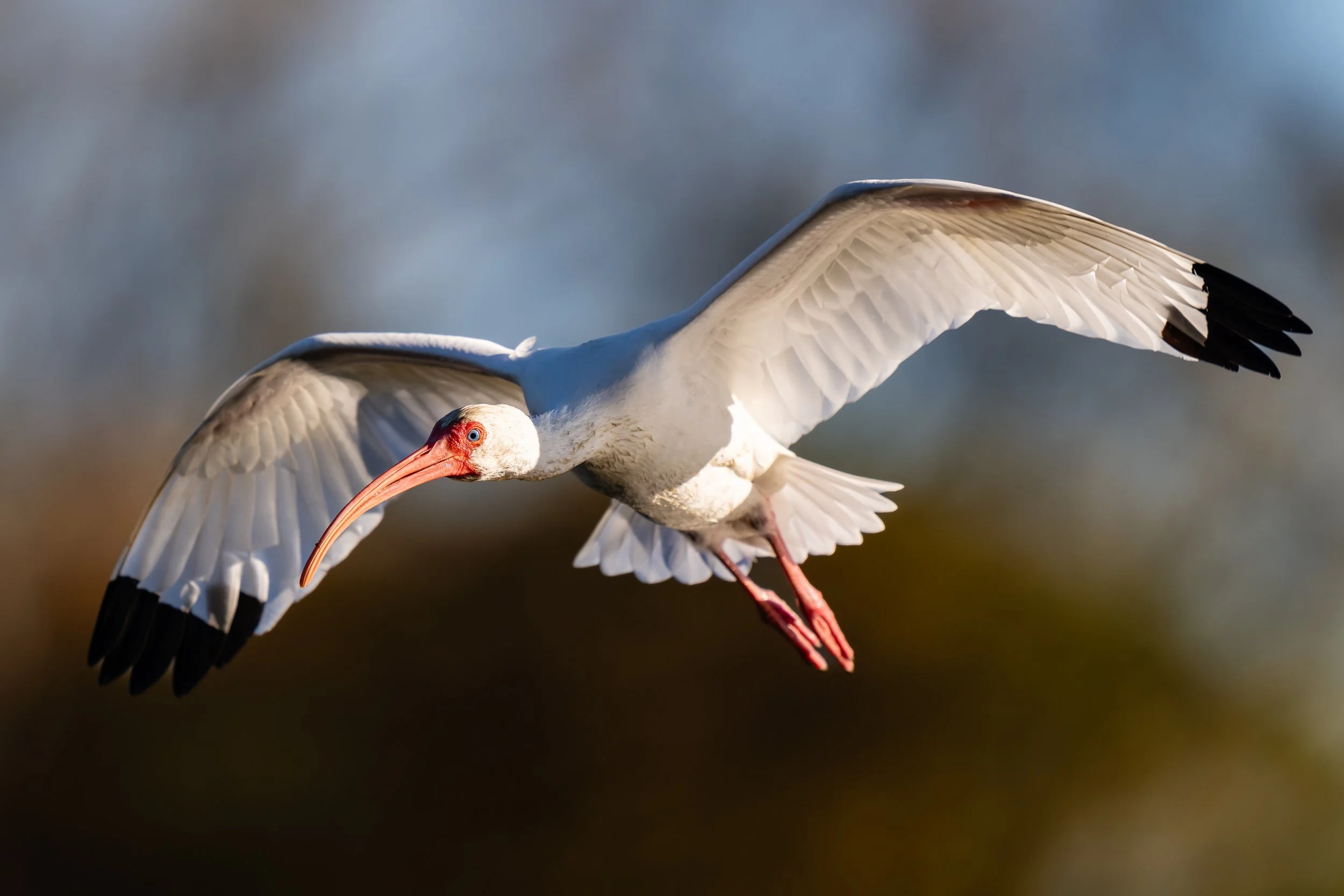 White Ibis