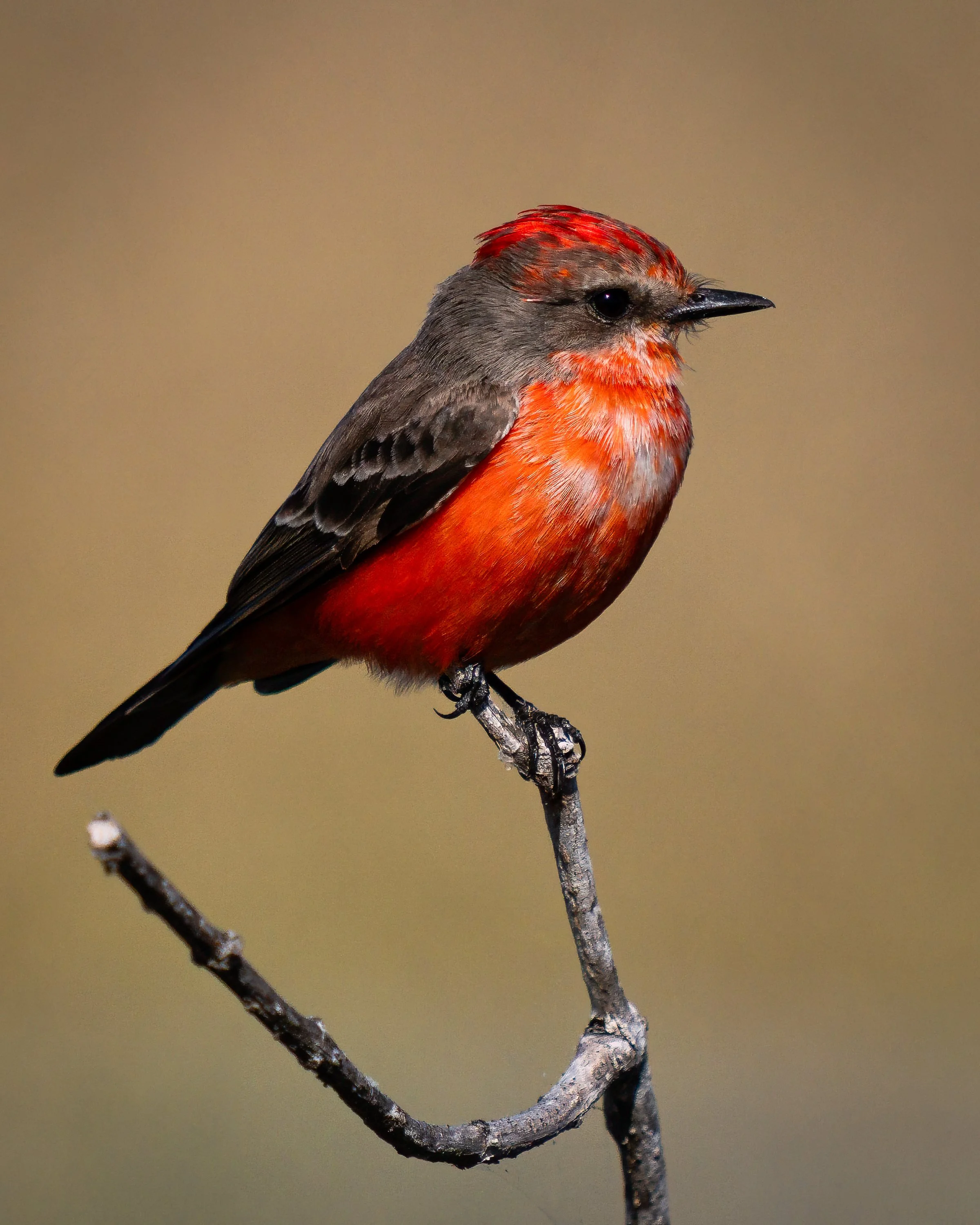 Vermilion Flycatcher