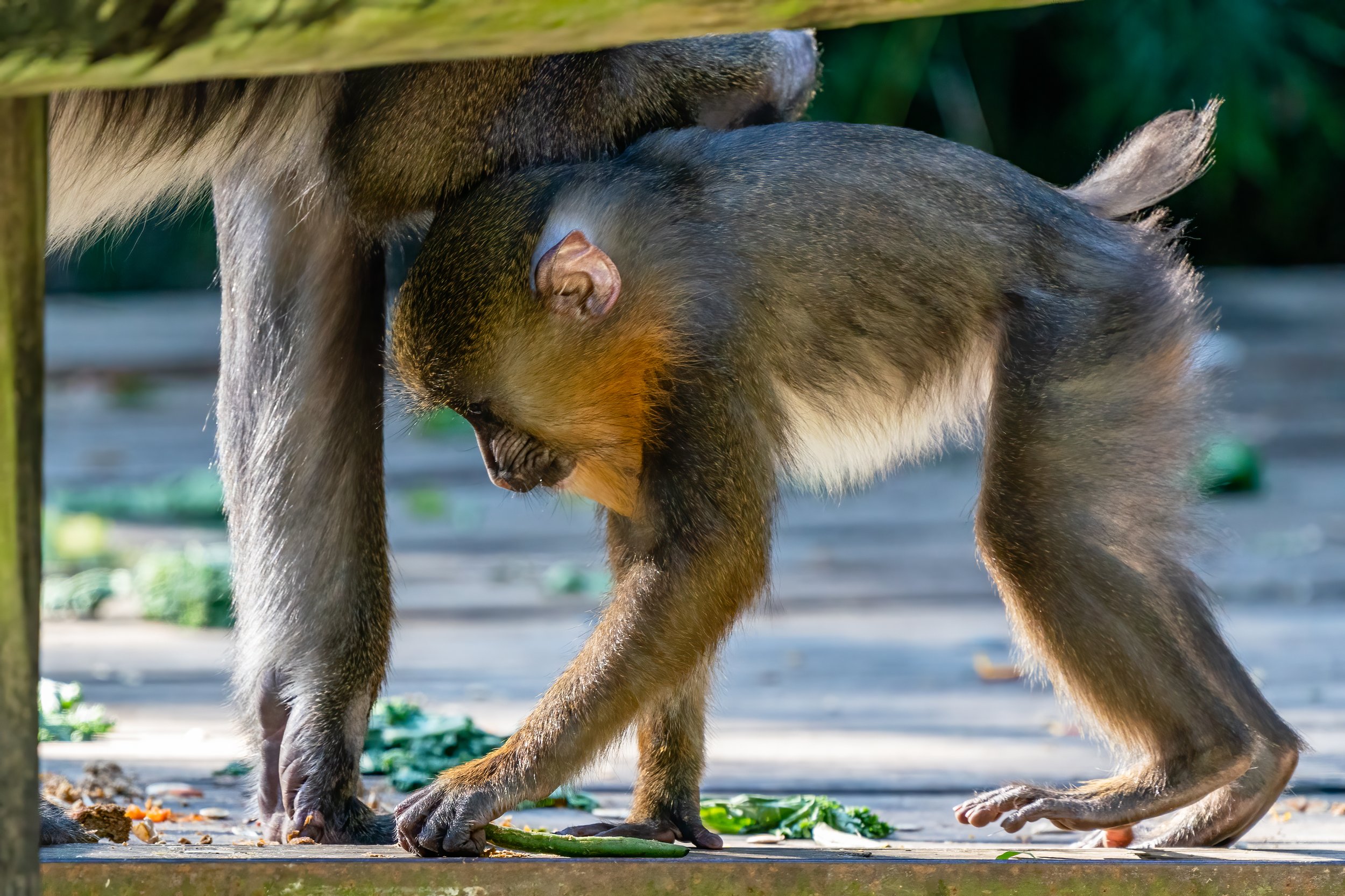 Baboon (baby - New Orleans Zoo