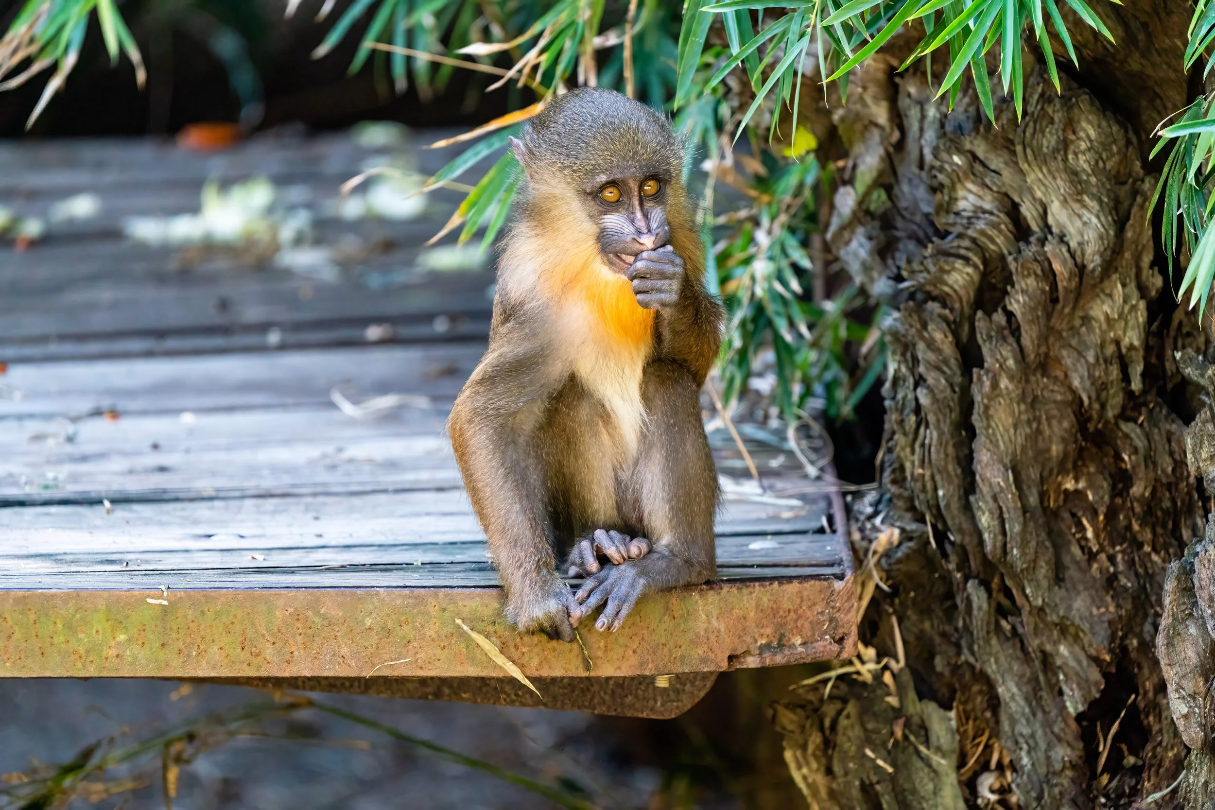 Baboon (baby) - New Orleans Zoo
