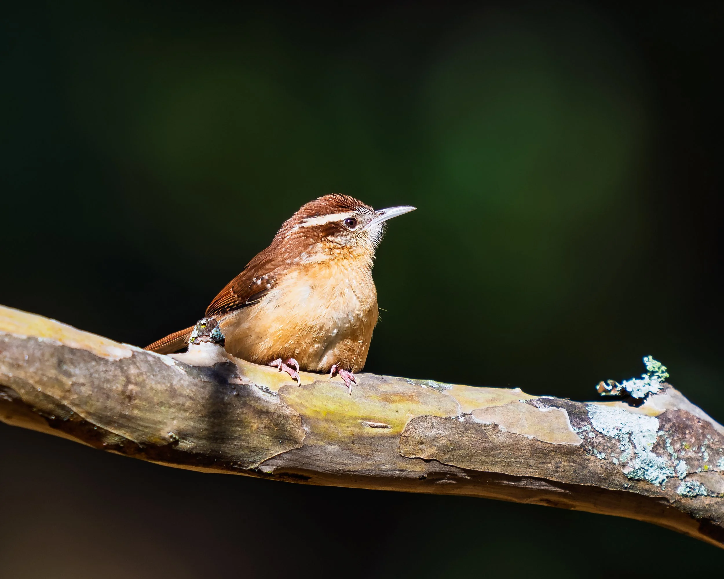 Carolina Wren