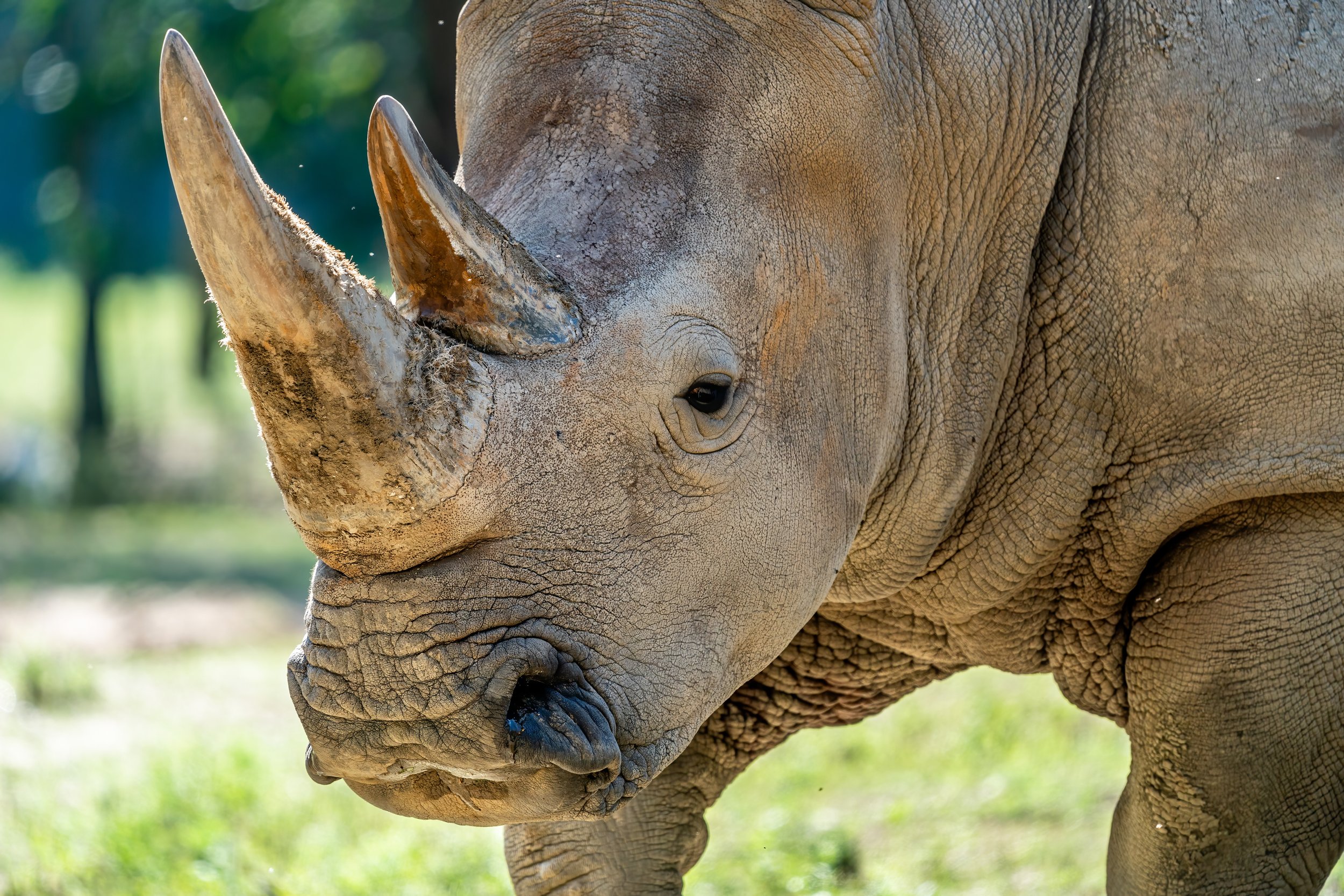 Rhino - New Orleans Zoo