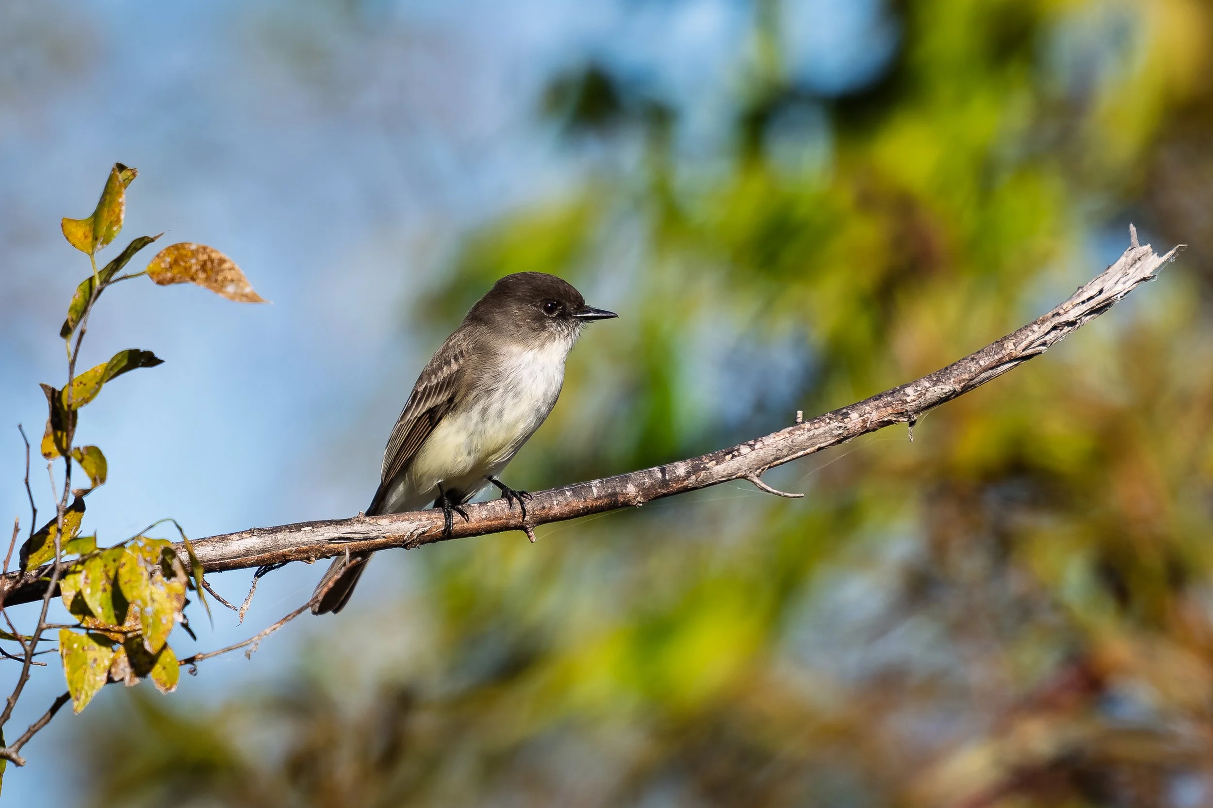 Eastern Phoebe