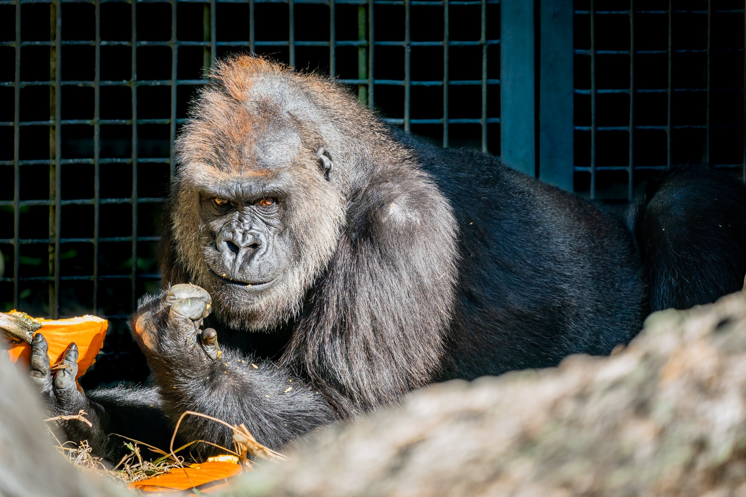 Gorilla - New Orleans Zoo