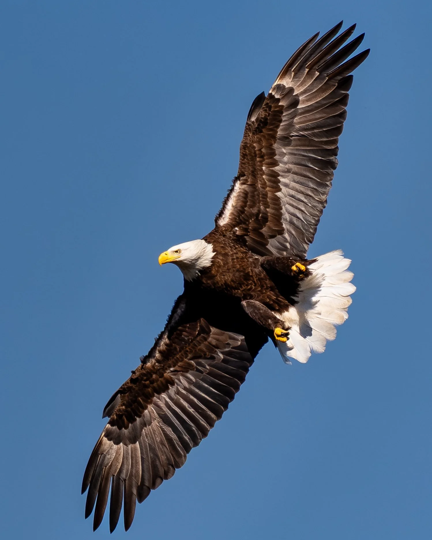 Bald Eagle