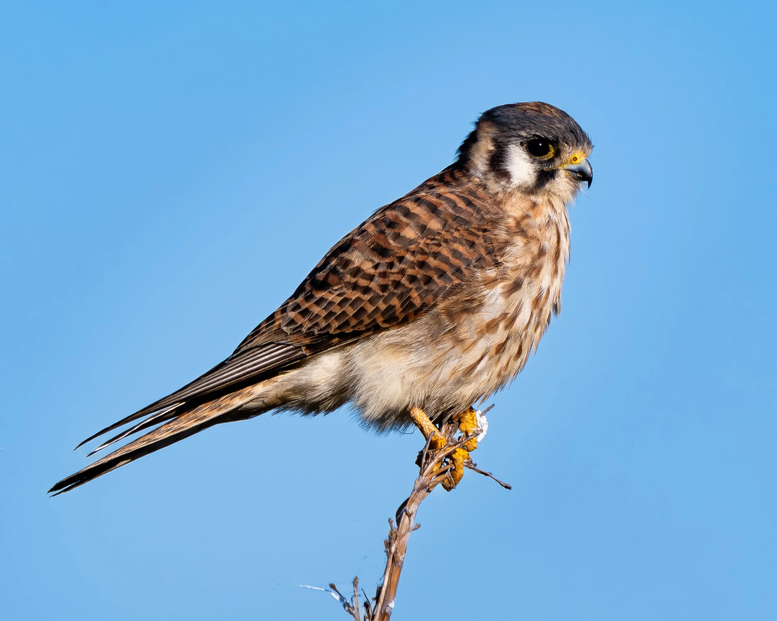 American Kestrel