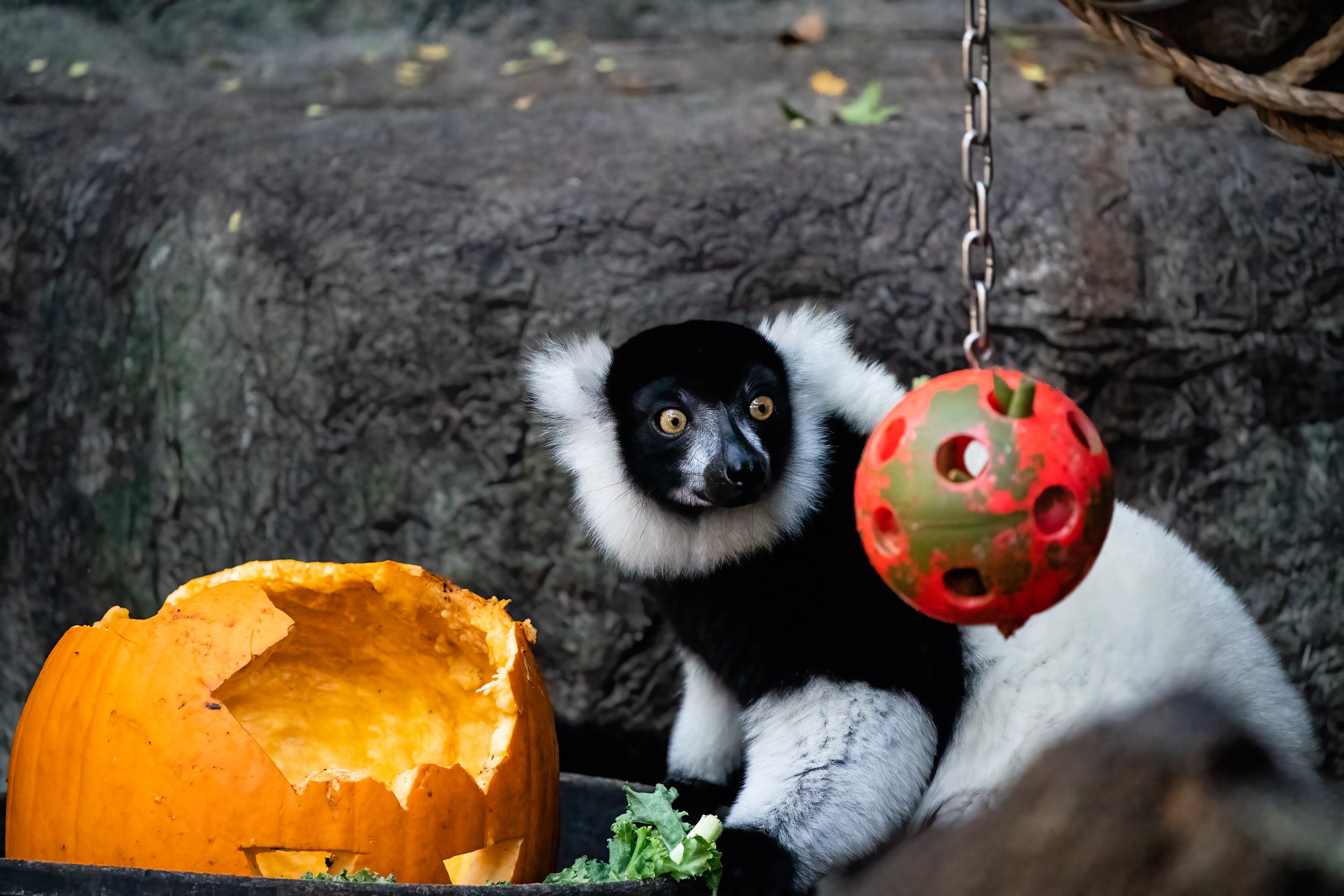 Lemur - New Orleans Zoo