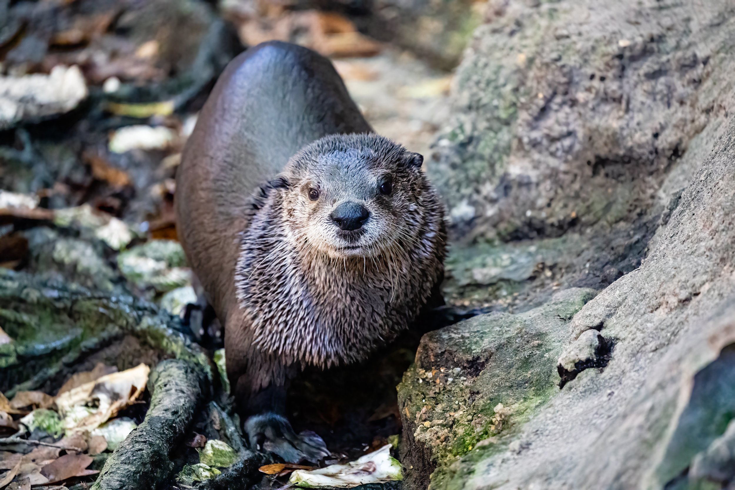 Otter - New Orleans Zoo