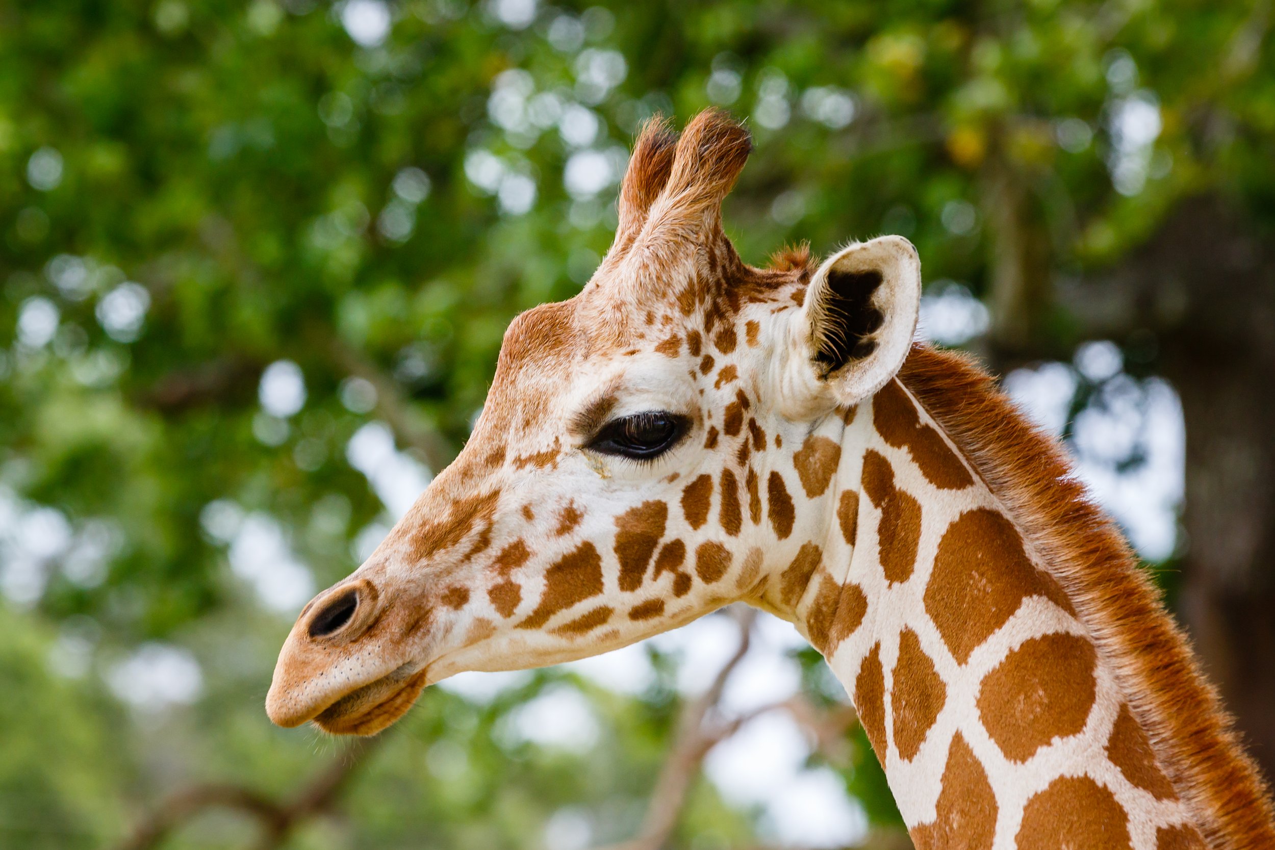 Giraffe - Global Wildlife