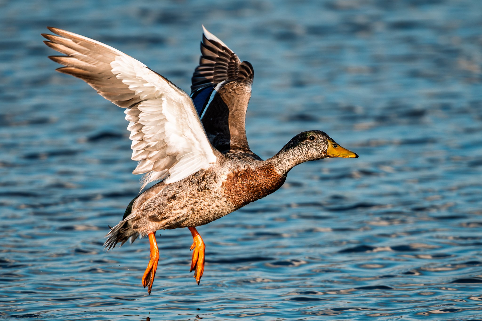 Mallard