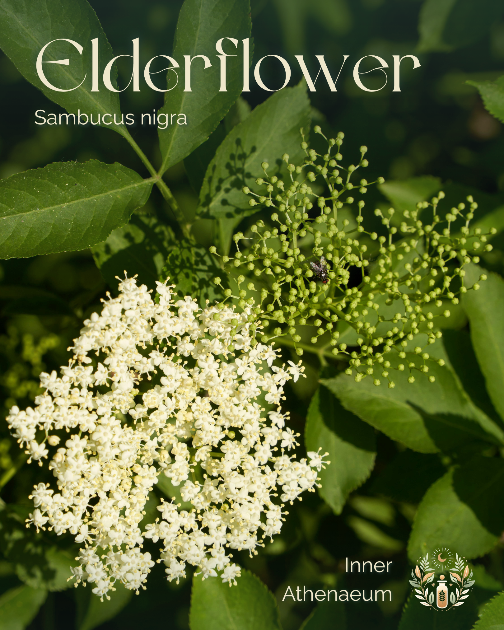Elderflower