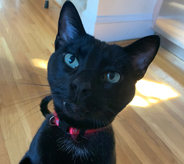 Kale - One Proud Black Cat