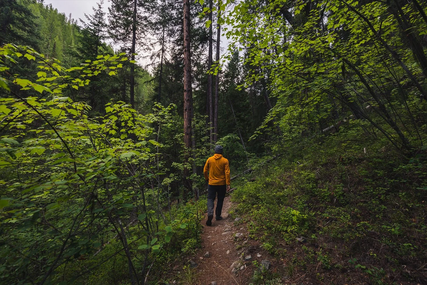 How to Hike to PERRY CREEK FALLS Near CRANBROOK — Seeing the Elephant Canada Adventure Travel Blog
