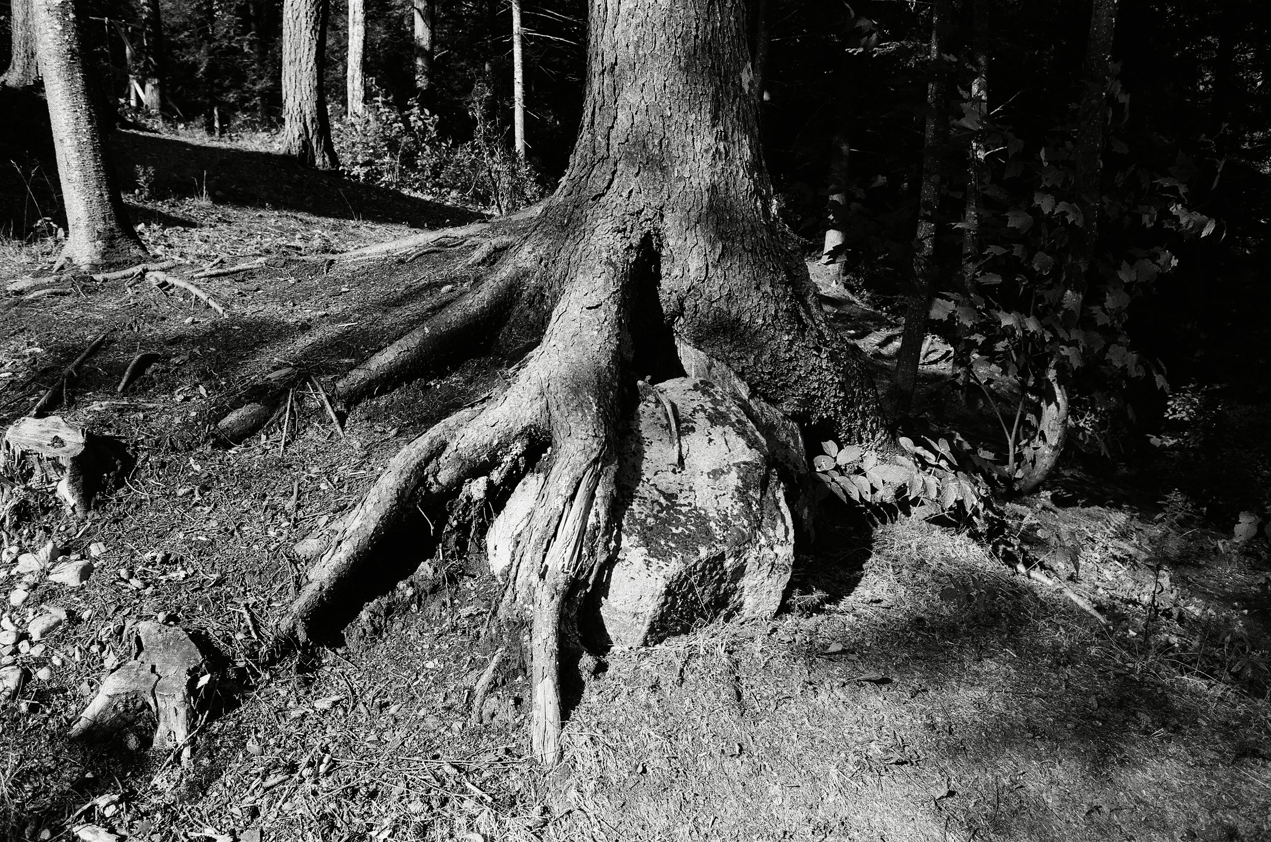 Quebec, QC / Ilford HP5 / 35mm