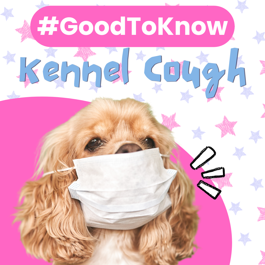 #GoodToKnow - Kennel Cough