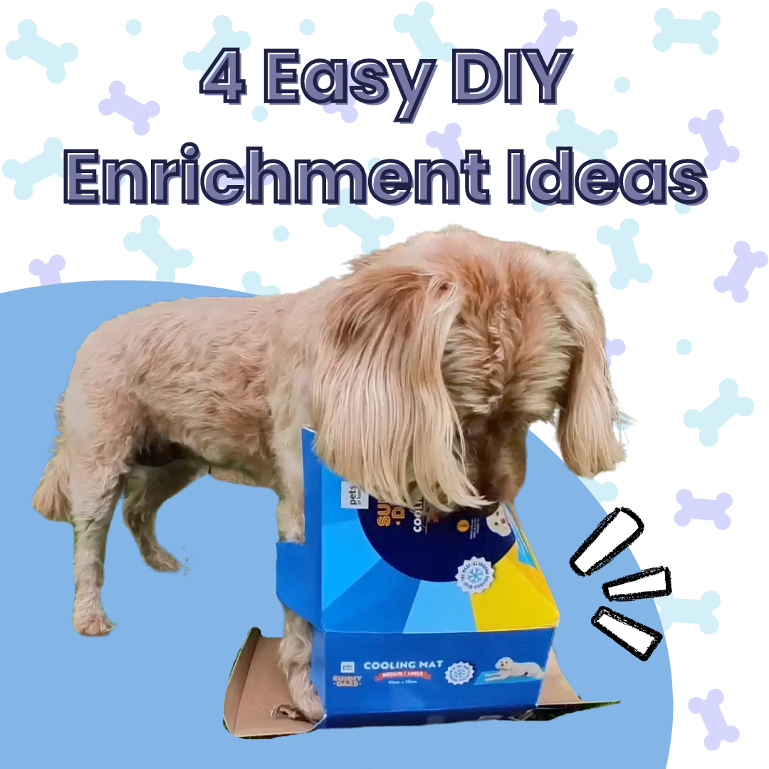 4 Easy DIY Enrichment Ideas!