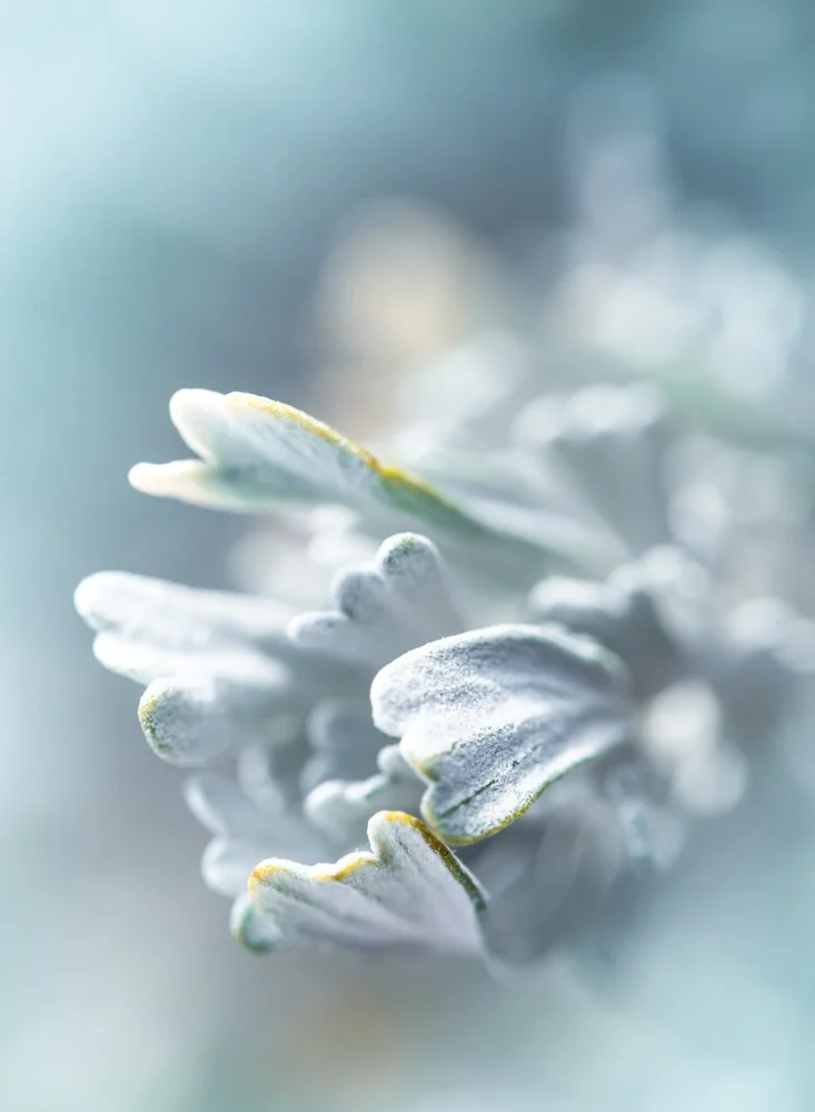 _68A9750-Edit-5-443-2 (1).jpg