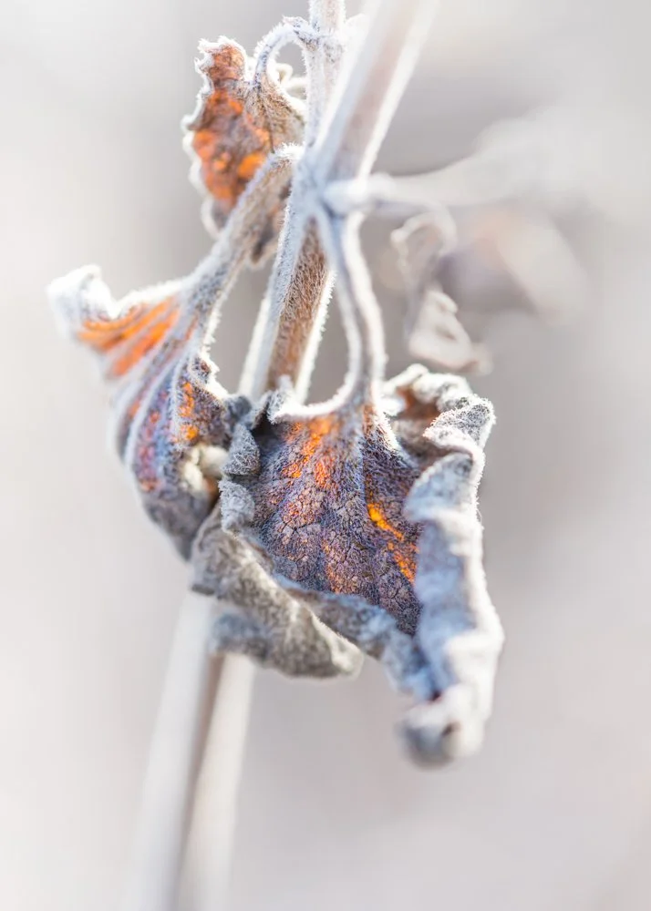 _R3A6970-Edit-Edit-2 (1).jpg