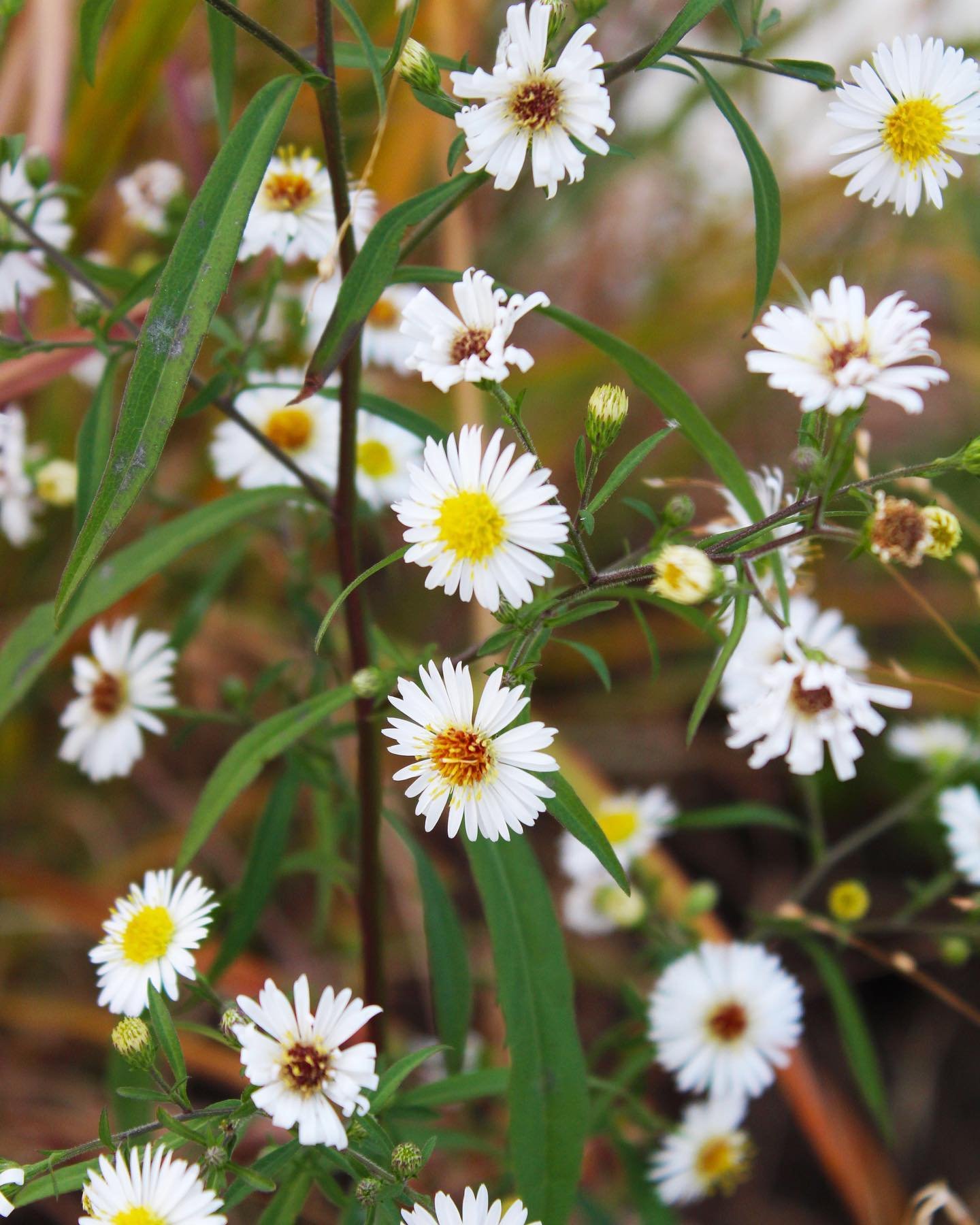 🌿Cheerful little flowers. 

📍East River Greenway
📷: photo by Catherine Doyle

#suttonplace #flowers #artofslowliving #gratitude #itsthelittlethingsinlife #eastriver #eastrivergreenway #feedyourgreen #midtowneast