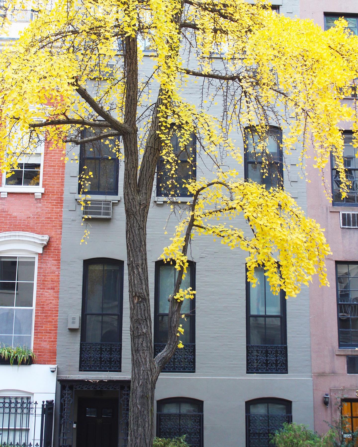 🌿The simple architecture compliments the colorful tree. 

📍317 East 51st Street
📷: photo by Catherine Doyle 

#suttonplace #architecture #color #creativity #archtecturephotography #treesofinstagram #streeteasyfinds #archdaily #greenyourfeed #artof