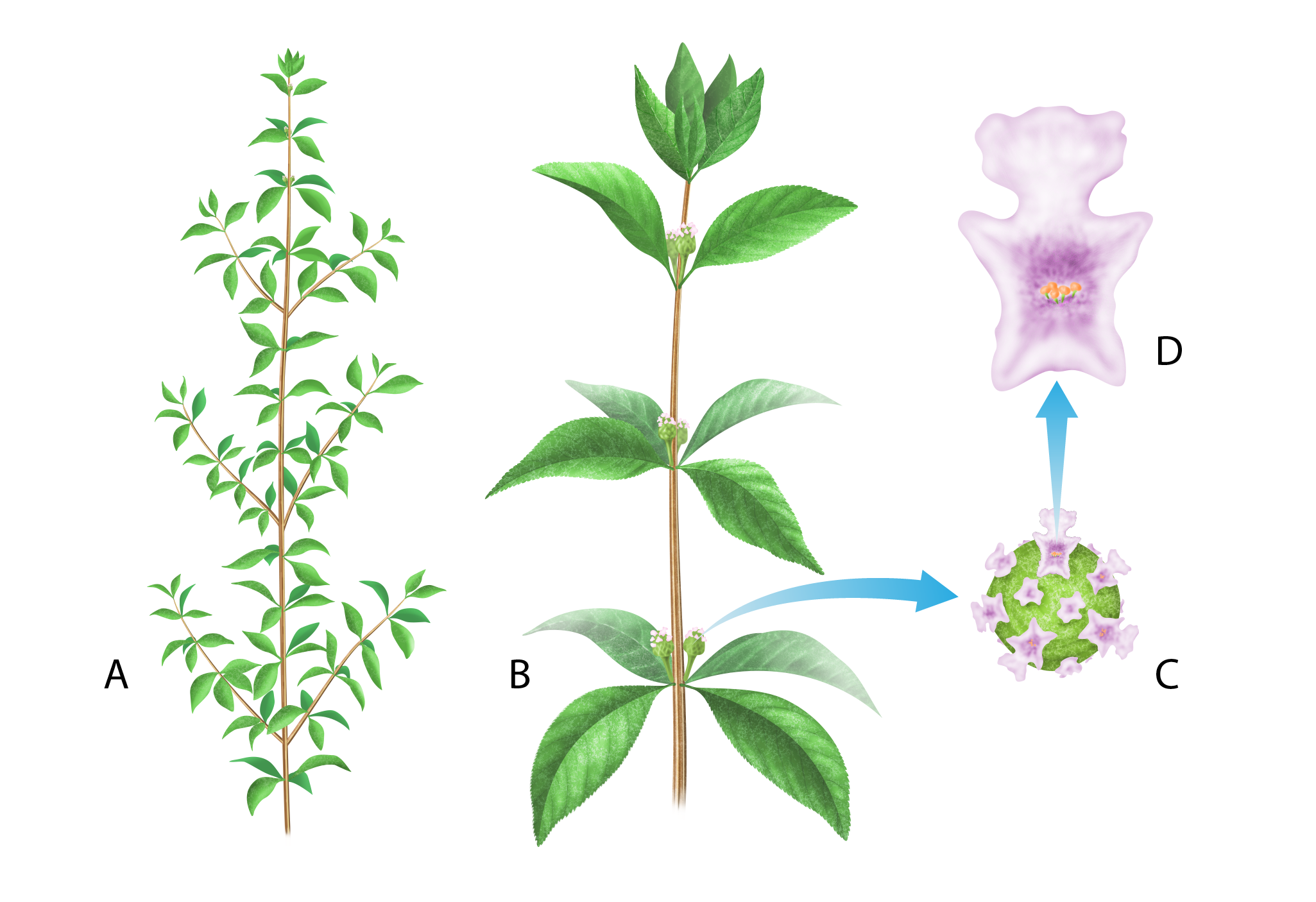 Lippia alba DRAFT03-02.png
