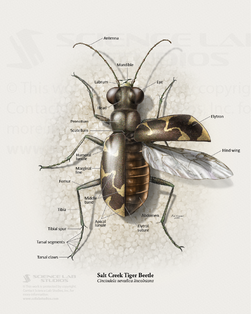 Salt Creek Tiger Beetle Anatomy
