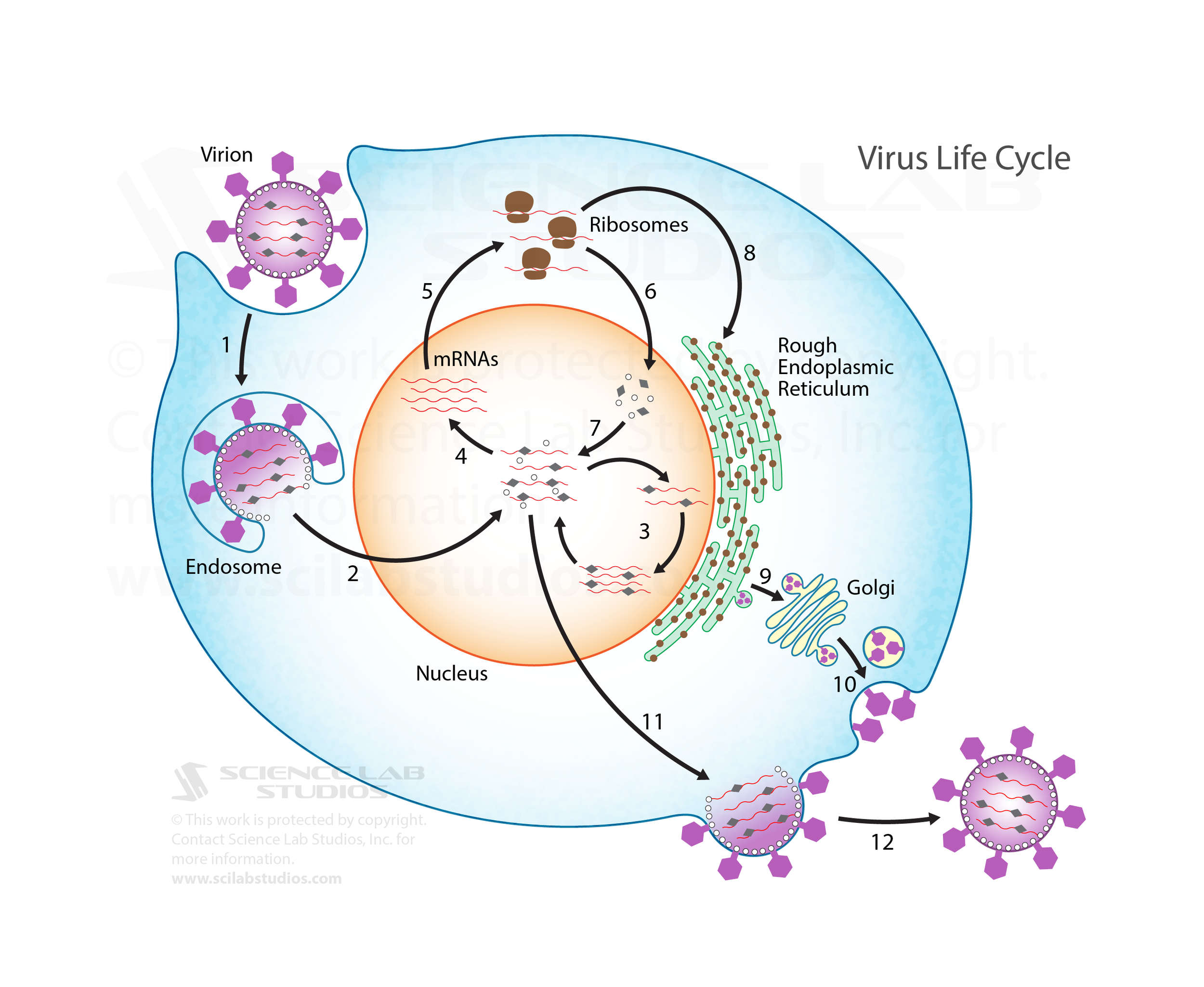 Virus Life Cycle
