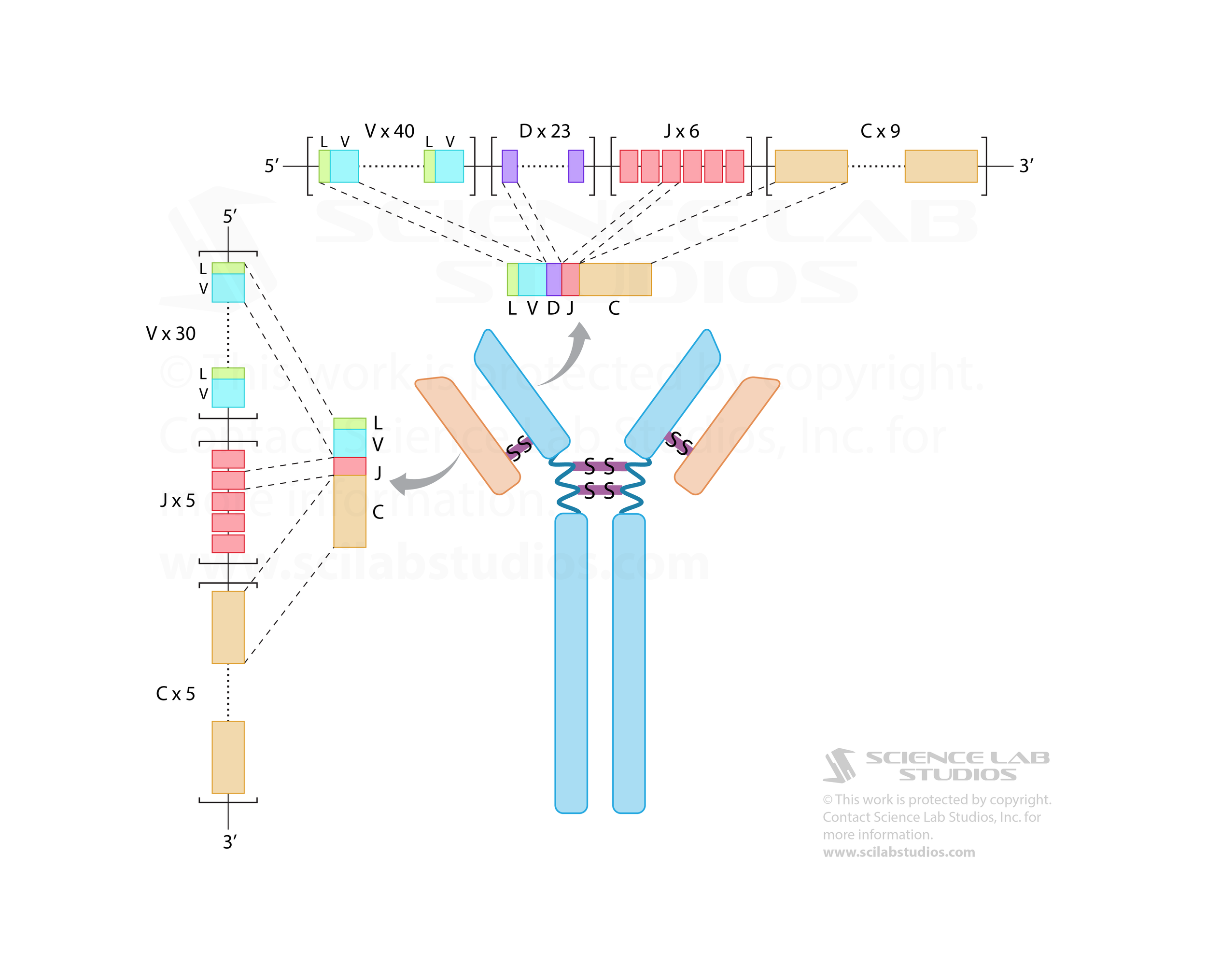 Antibody Map