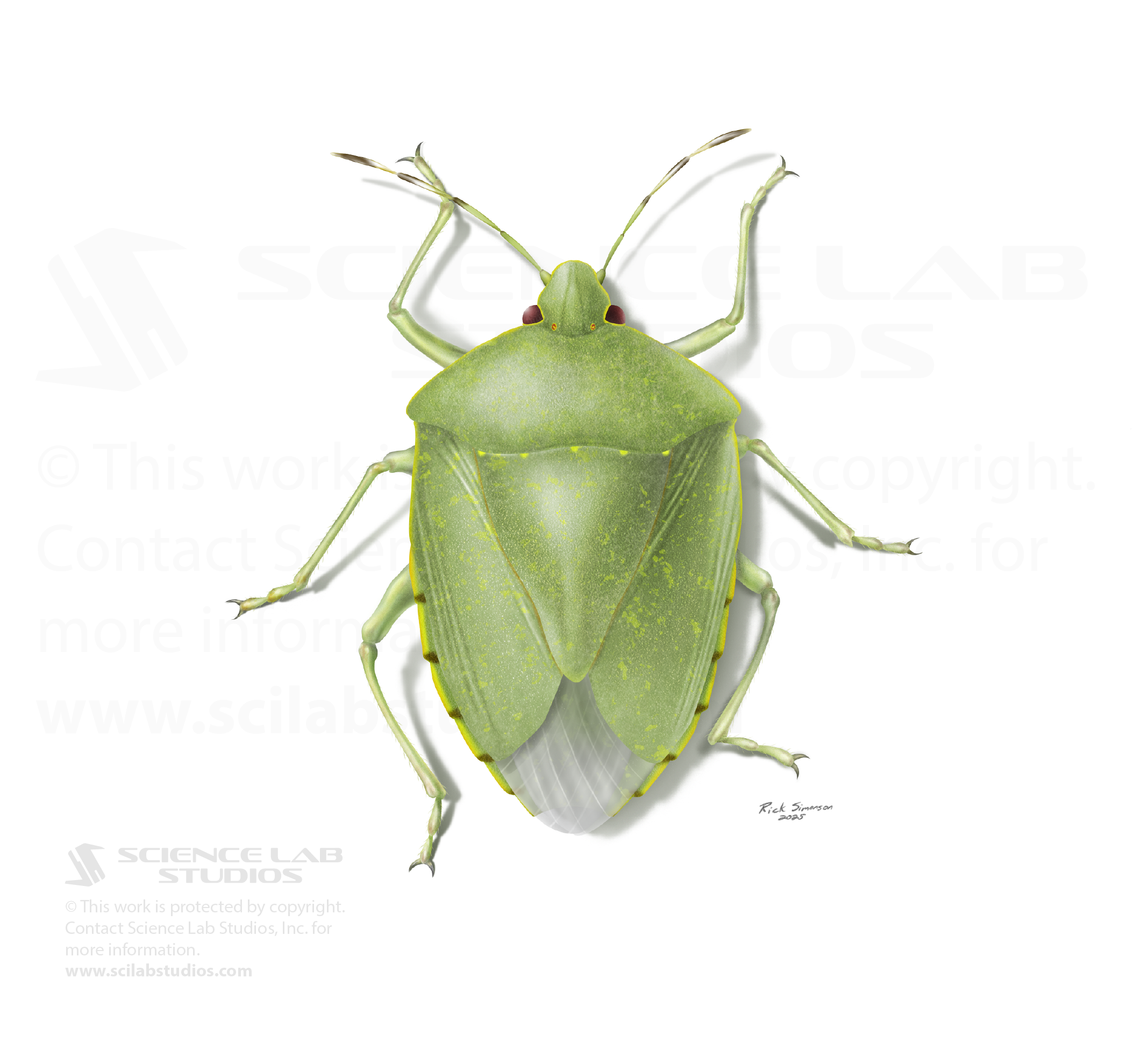 Green Stinkbug