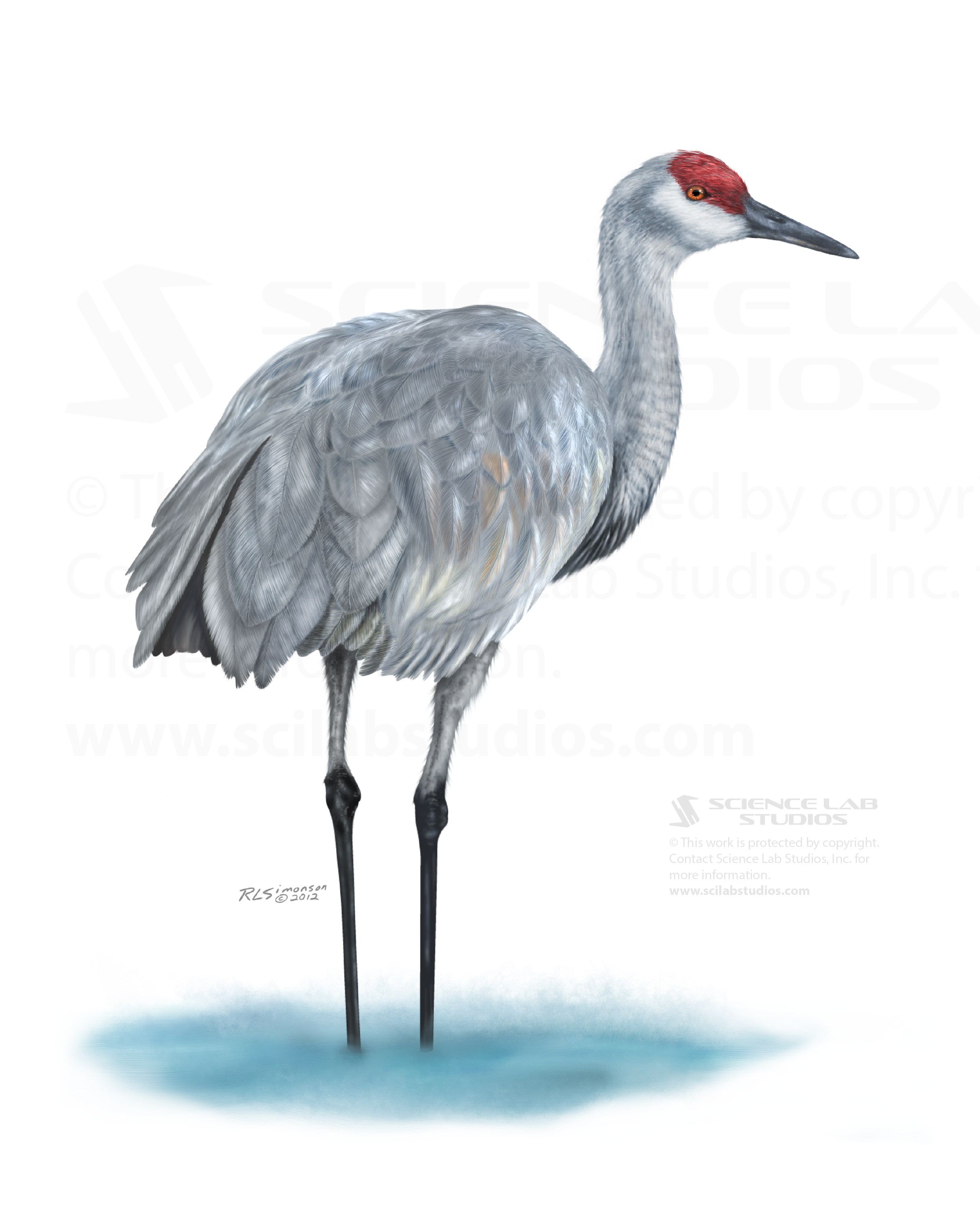 Sandhill Crane