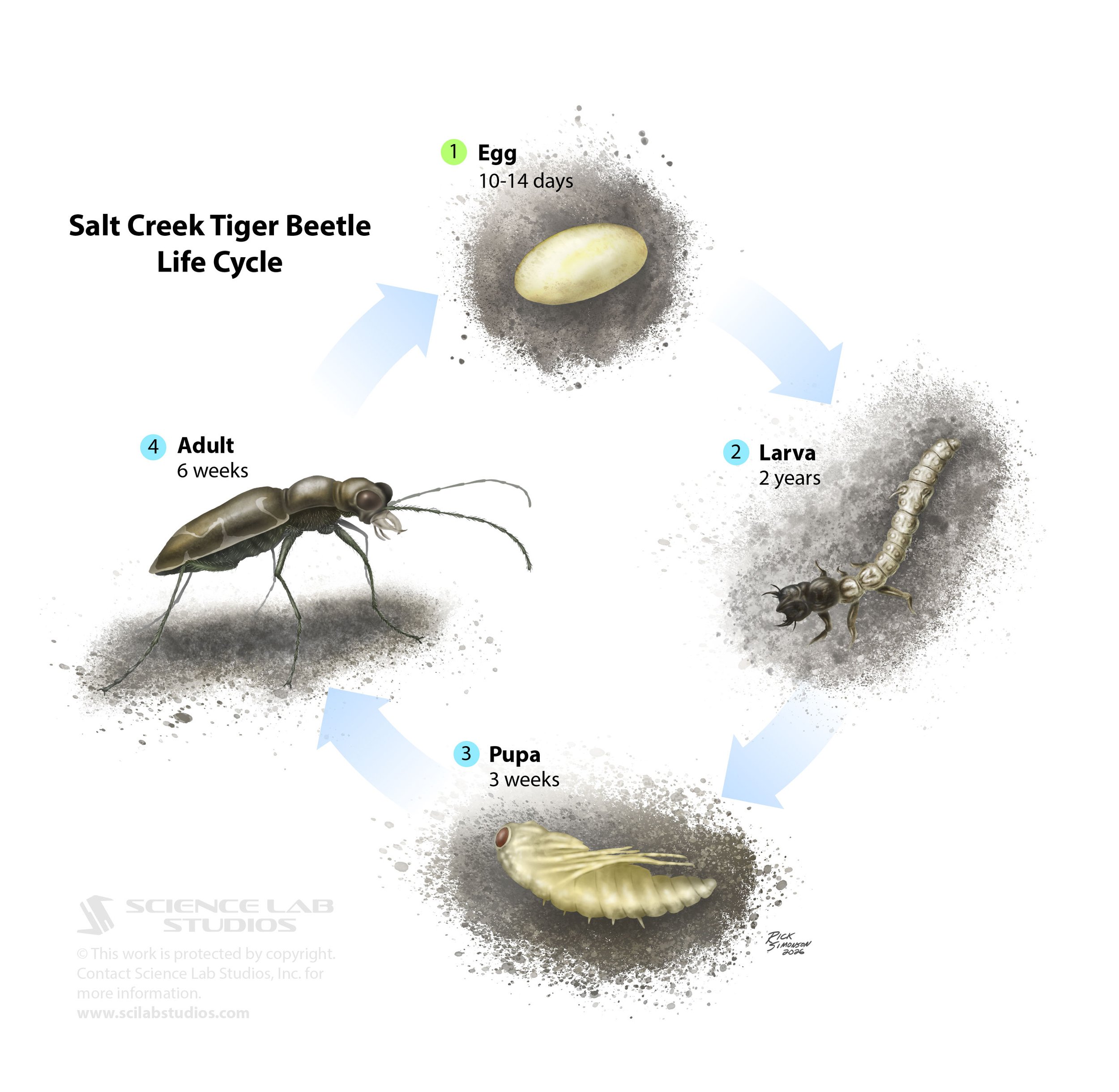 Salt Creek Tiger Beetle Life Cycle