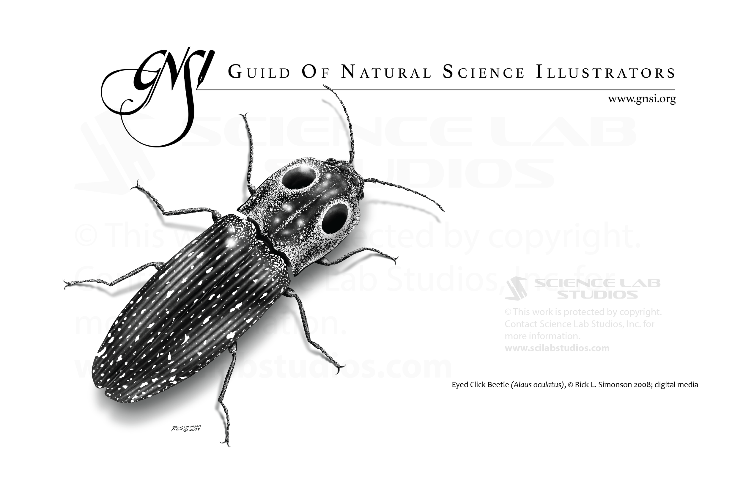 Eyed Click Beetle GNSI