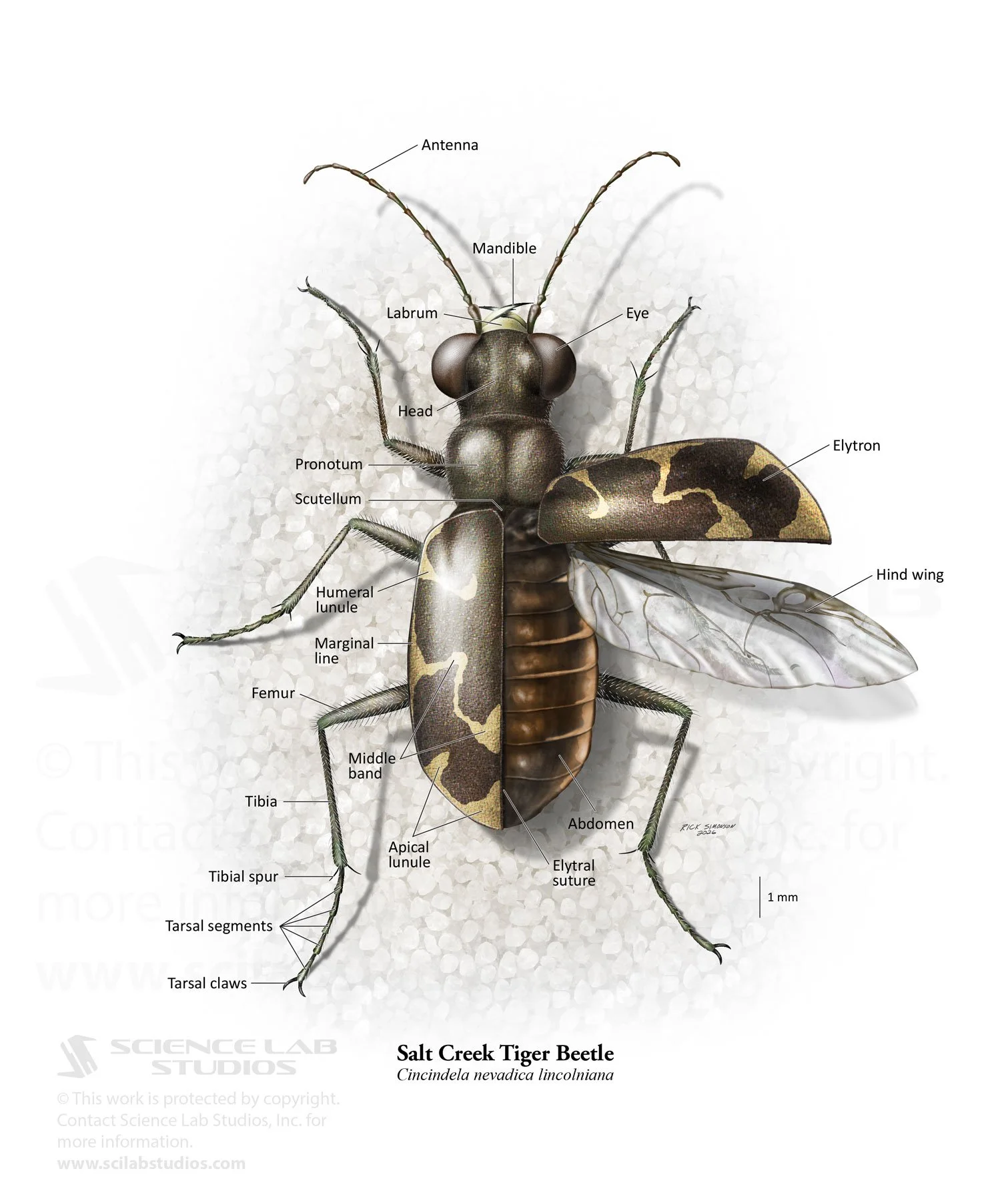 Salt Creek Tiger Beetle Anatomy