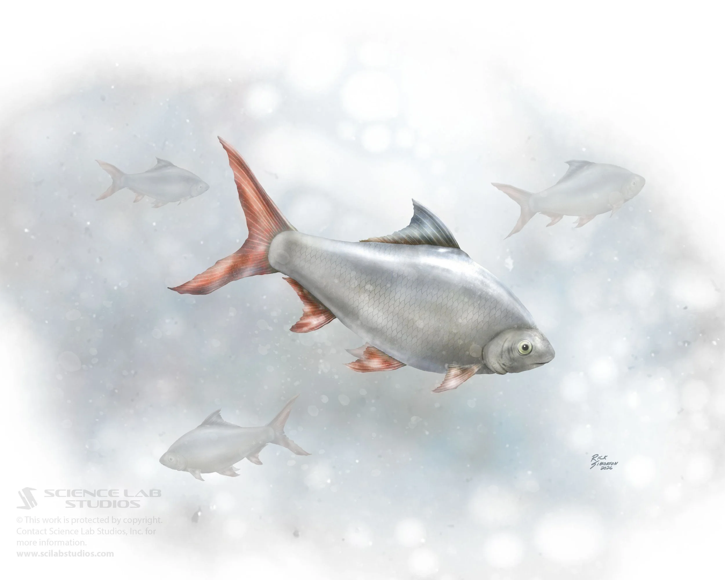 Red Tailed Tinfoil Barb