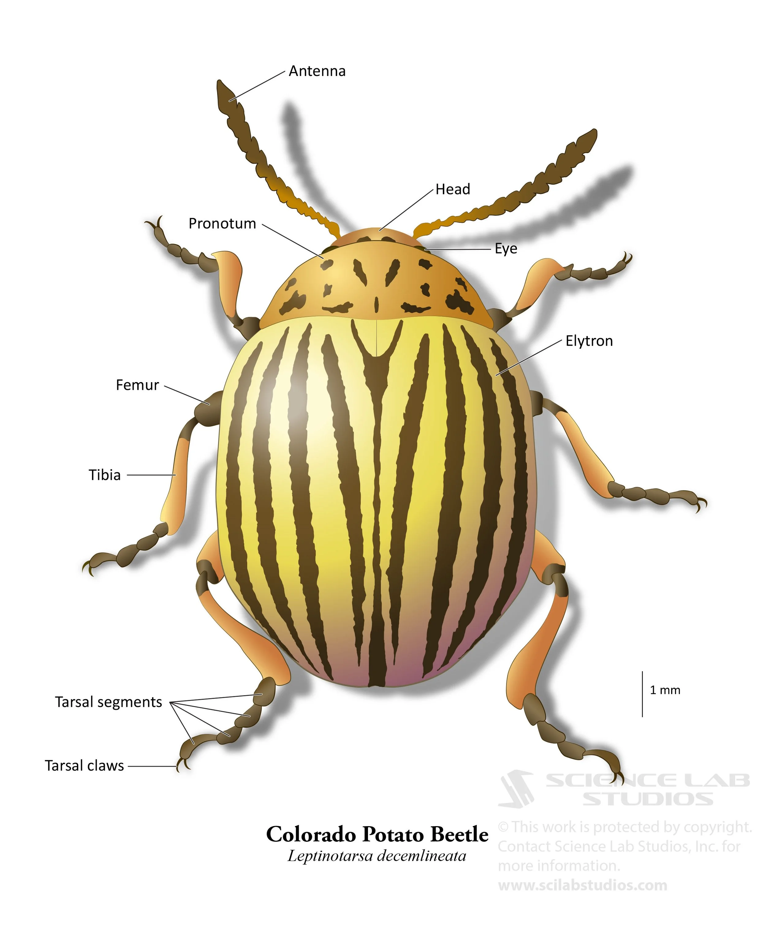 Colorado Potato Beetle dorsal view