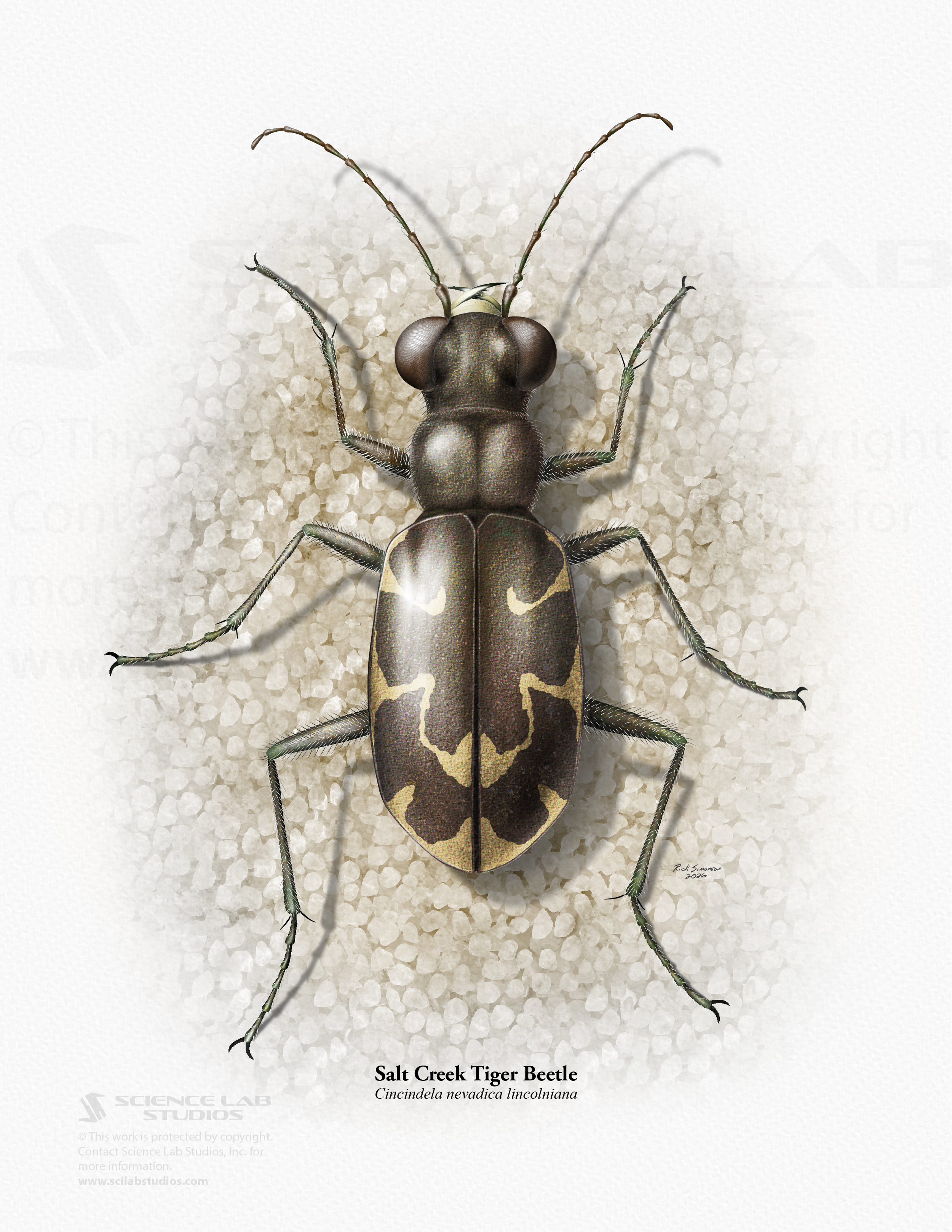 Salt Creek Tiger Beetle