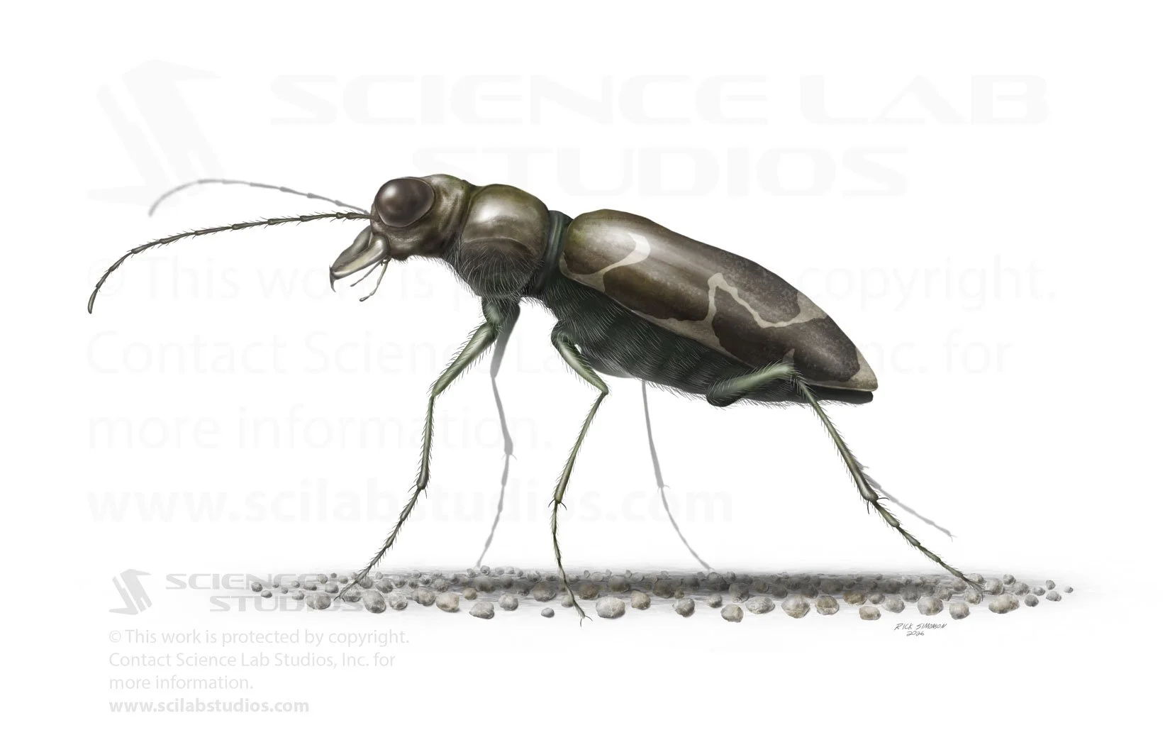 Salt Creek Tiger Beetle Lateral View